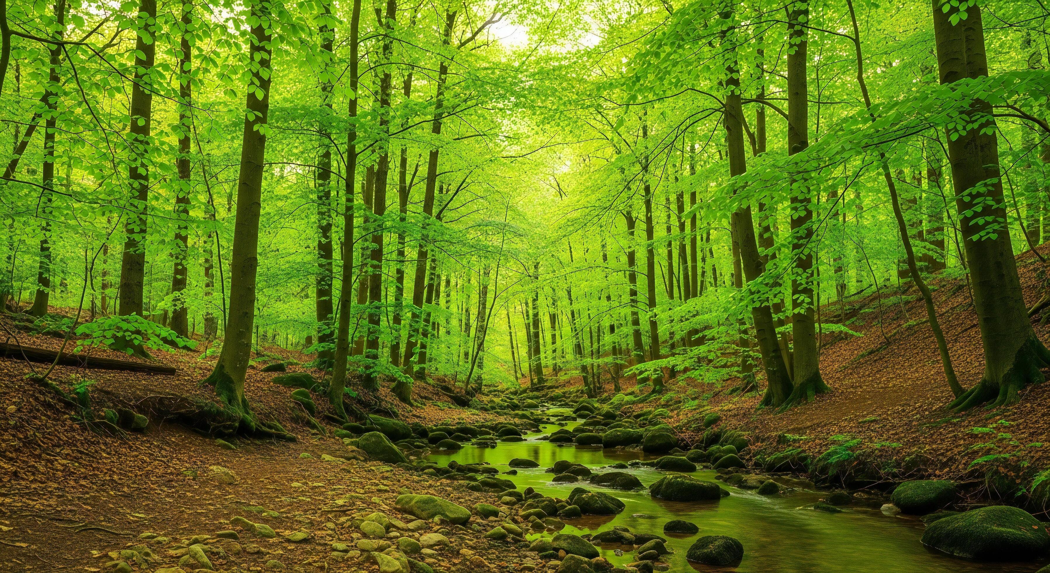 Nature background, Nature wallpaper, Lush green deciduous forest with a meandering stream flowing over moss covered rocks