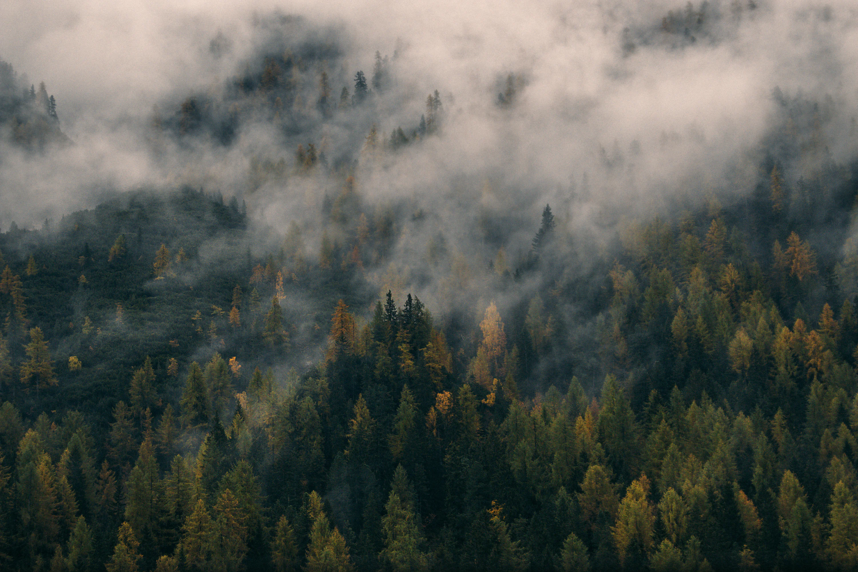 Green trees covering with fog during daytime photo