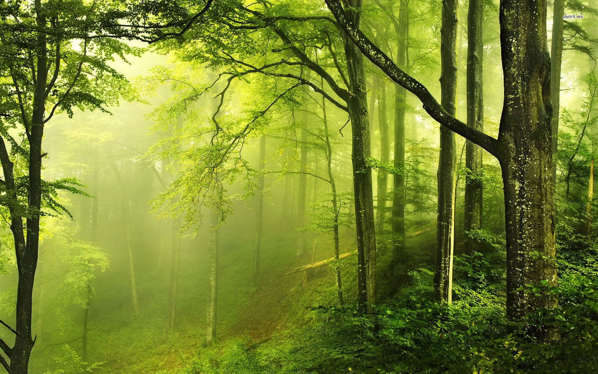 Nature Forest Wallpaper HD 25781