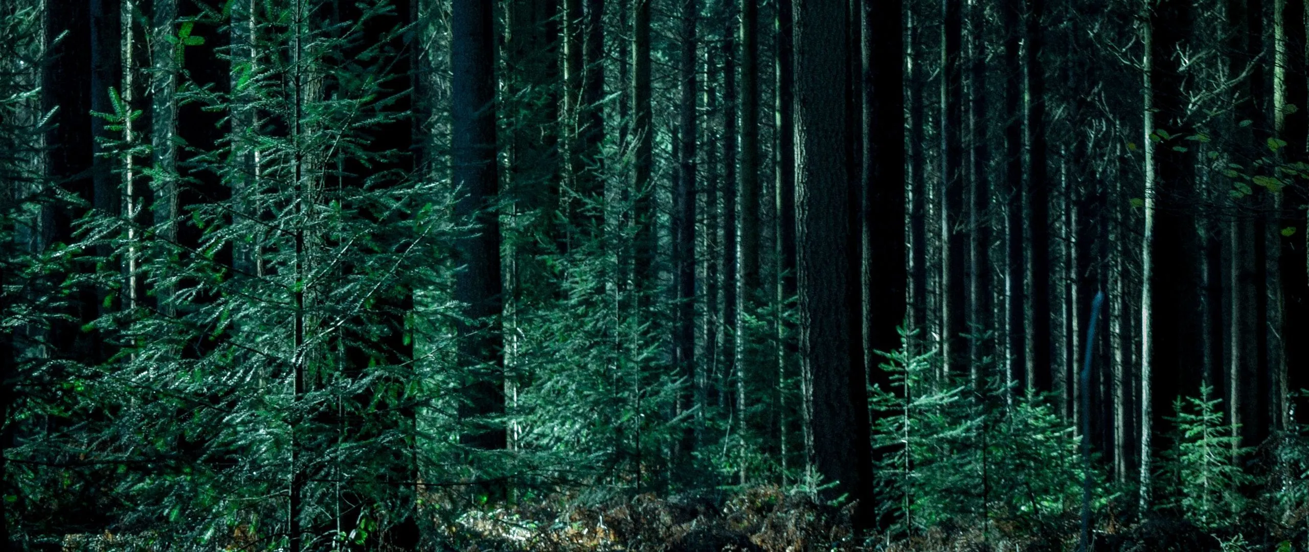 Download wallpaper 2560x1080 trees, forest, trunks, green dual wide 1080p HD background