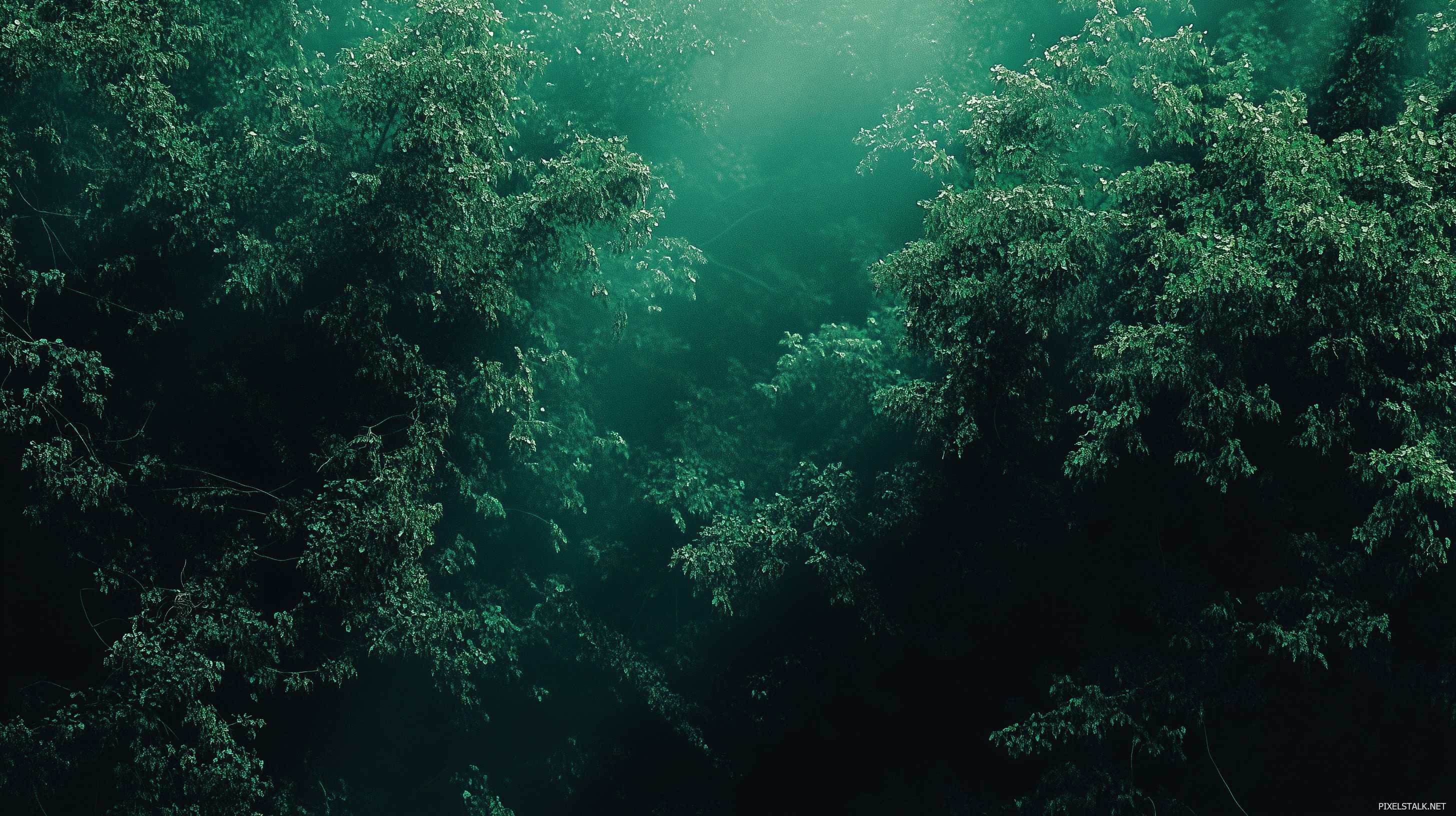 Forest Green Wallpaper