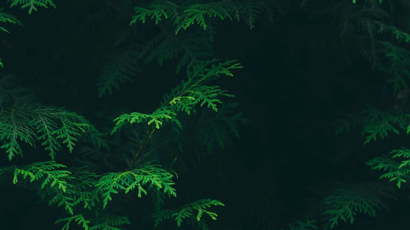 Download Enhance your workspace with a beautiful and vibrant Green Desktop. Wallpaper