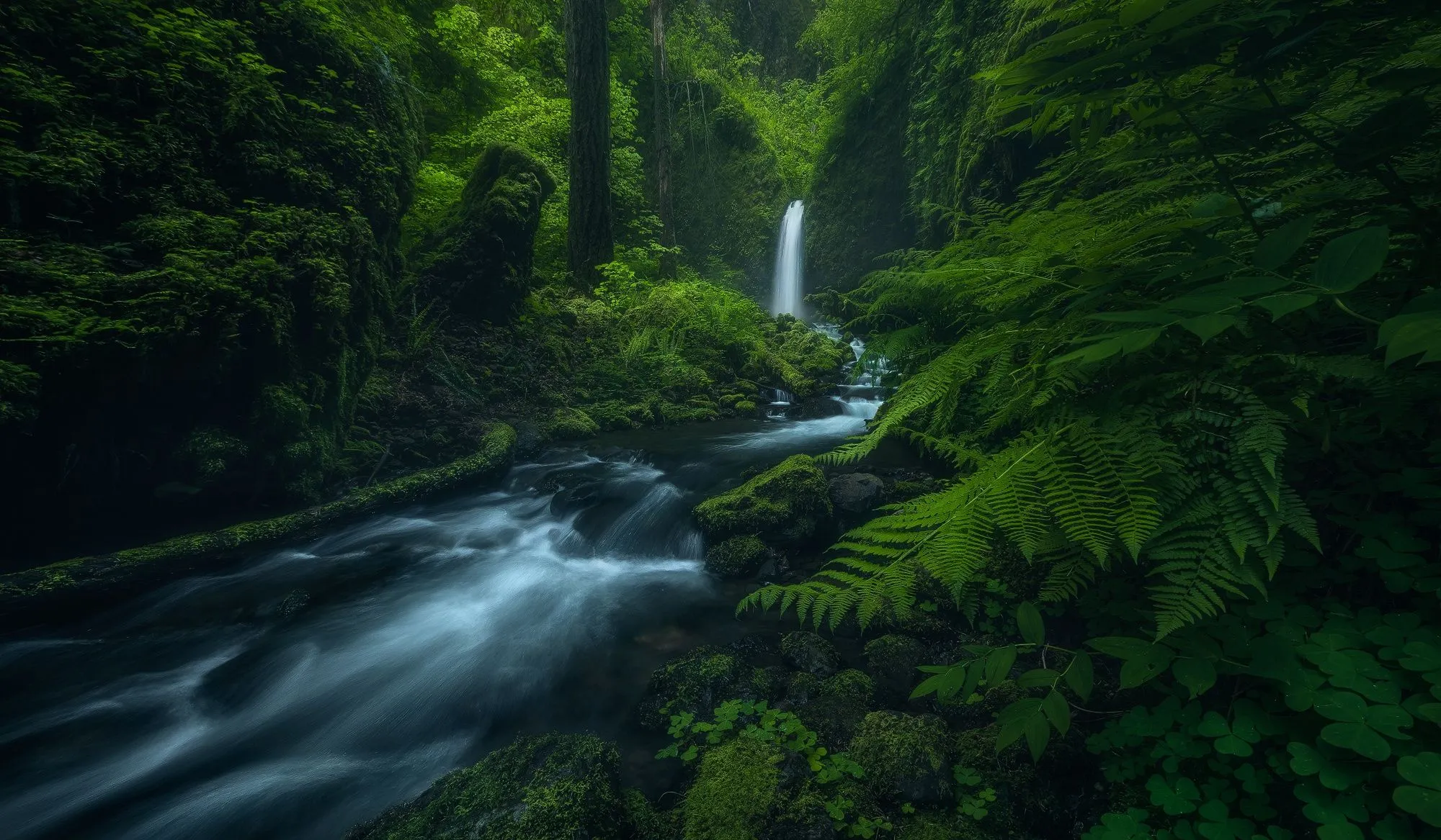 Wallpaper forest, trees, nature, river, stream, waterfall, green background for mobile and desktop, section природа, resolution 2000x1167