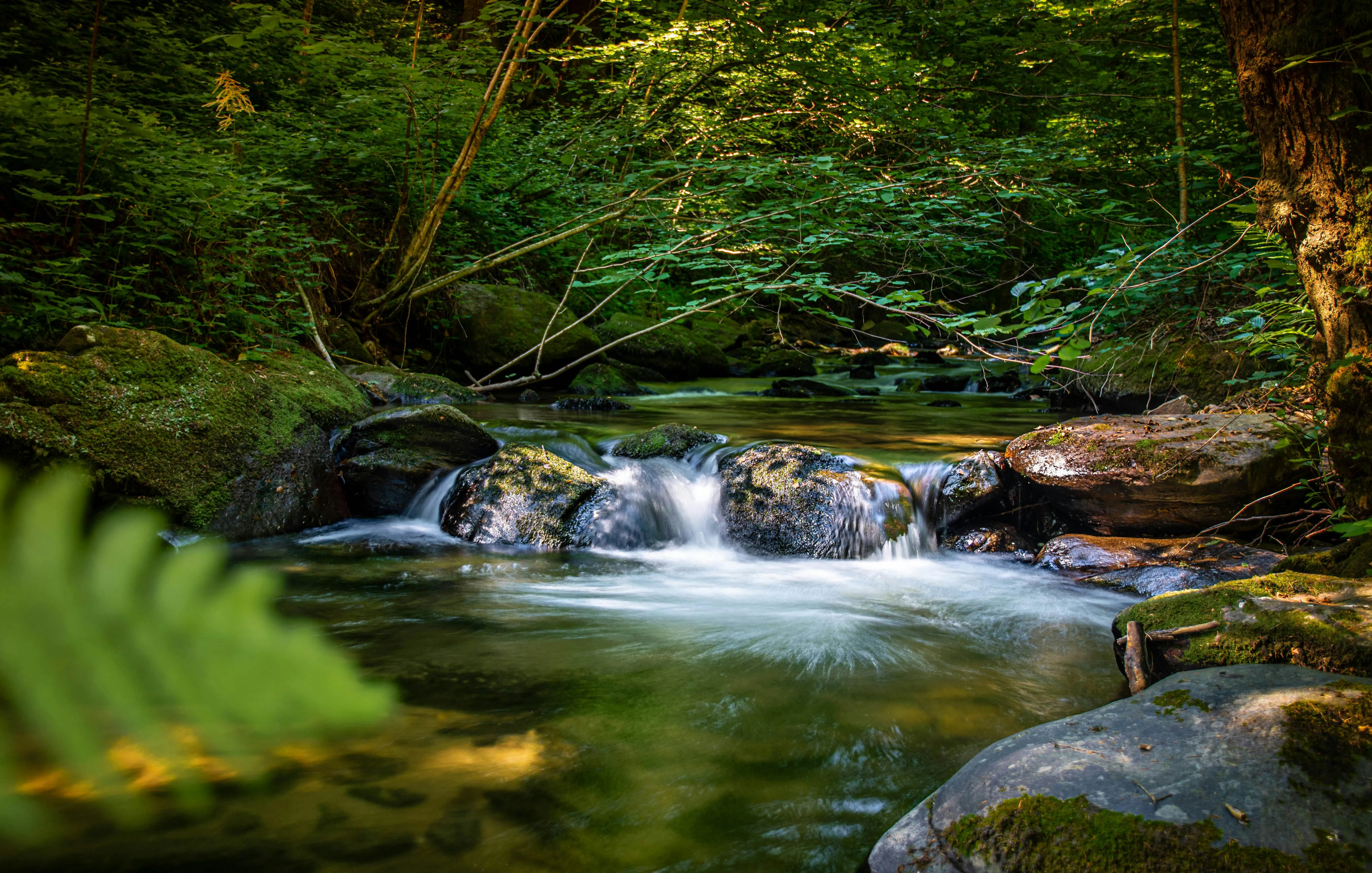 Forest Stream Photo, Download The BEST Free Forest Stream & HD Image