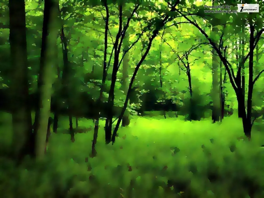 Dark green forest wallpaper. Dark green forest wallpaper
