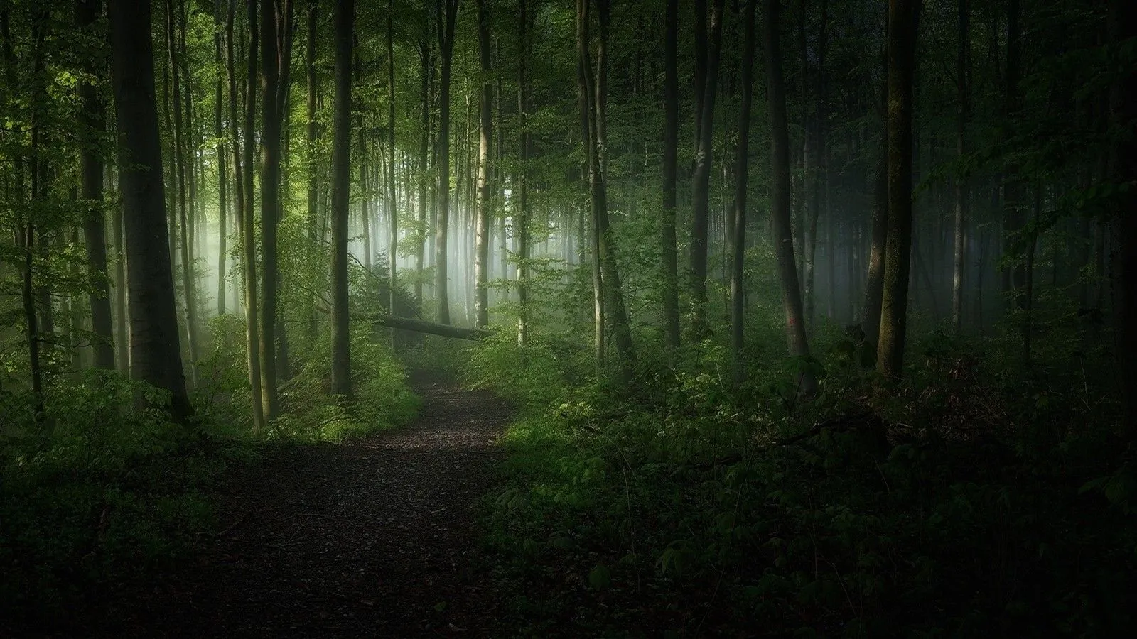 nature, Landscape, Morning, Sunrise, Forest, Path, Mist, Trees, Shrubs, Sunlight, Green Wallpaper HD / Desktop and Mobile Background