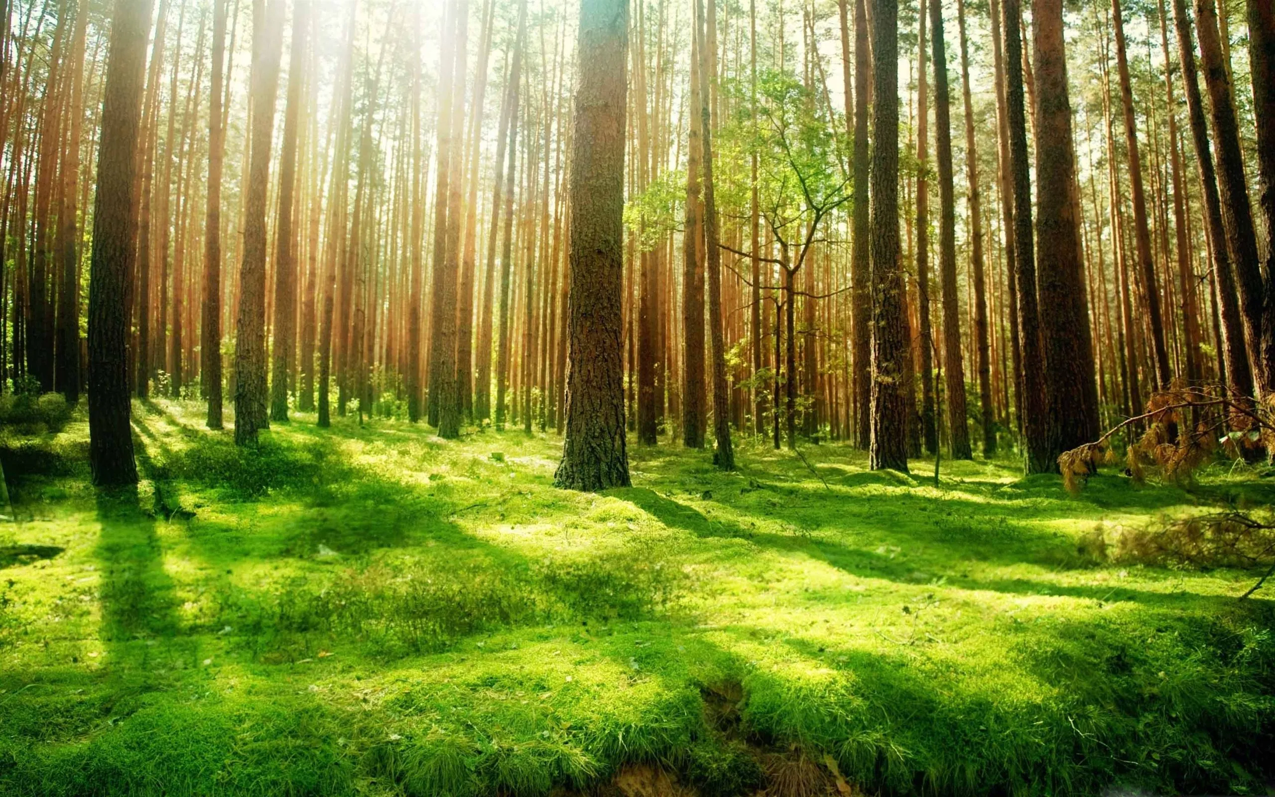 Beautiful Forest Scenery MacBook Air Wallpaper Download