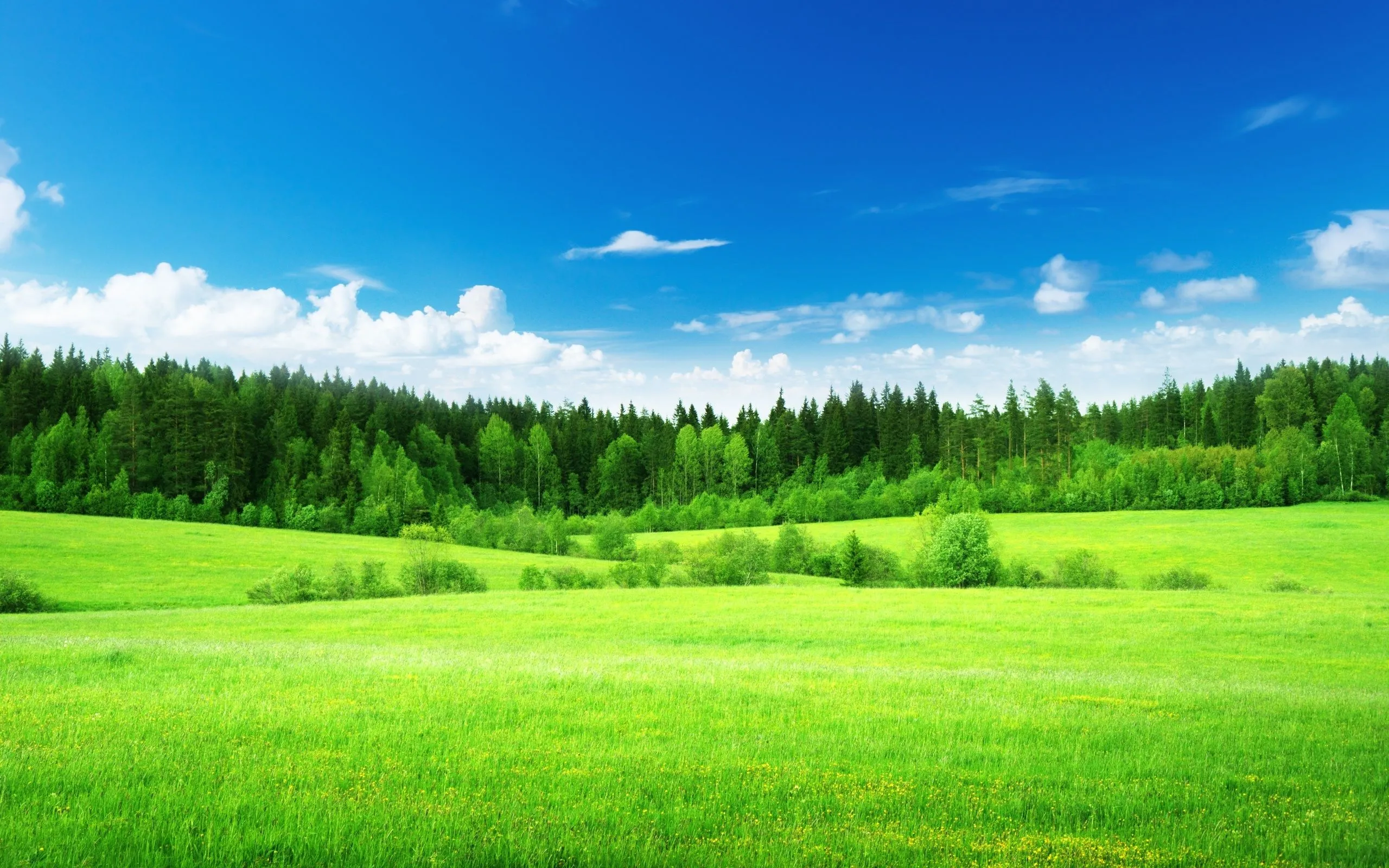 Wallpaper field, forest, grass, nature, green, forest, tree for mobile and desktop, section пейзажи, resolution 2560x1600
