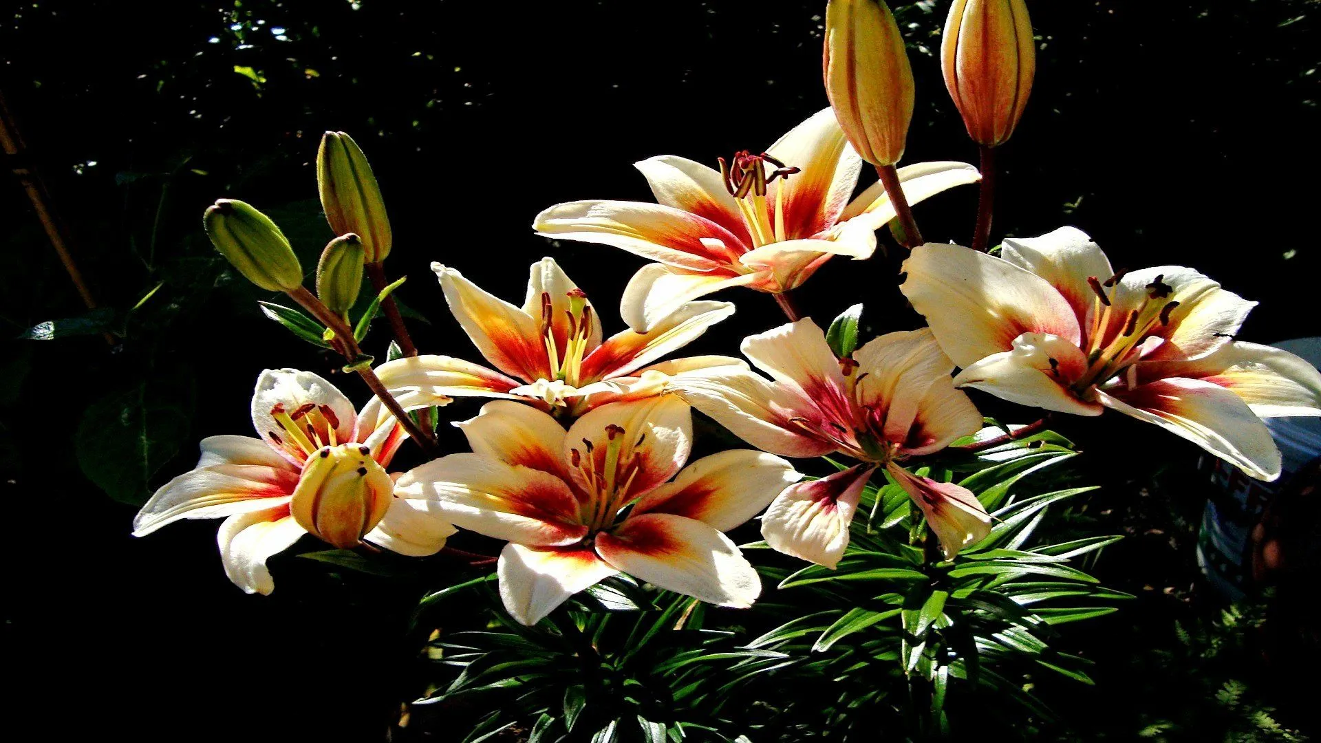 Radiant Lilies: Stunning Nature HD Wallpaperx1080