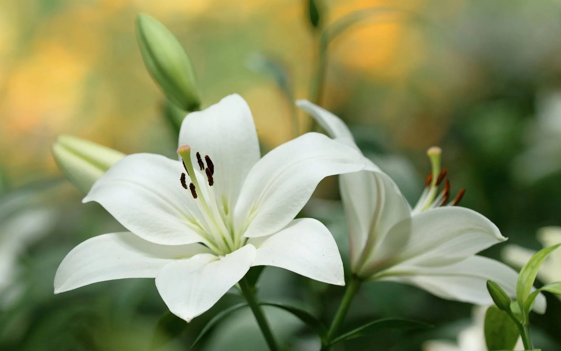 White Lily Wallpaper