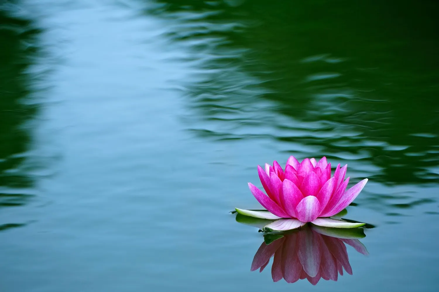 Water Lily Flower HD Desktop Wallpaper 119444