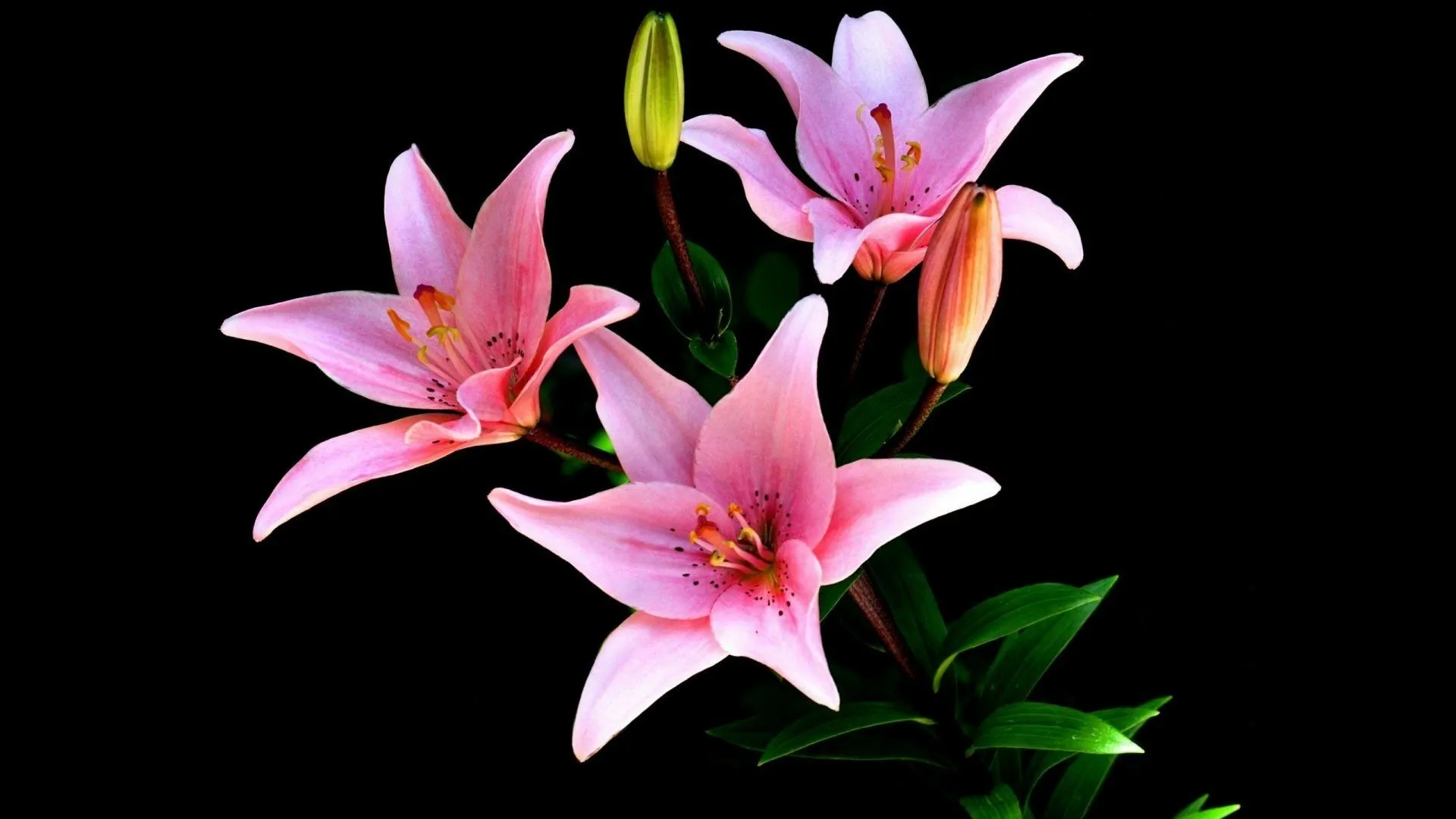 Pink Lily Close Up: Stunning HD Nature Wallpaperx1080