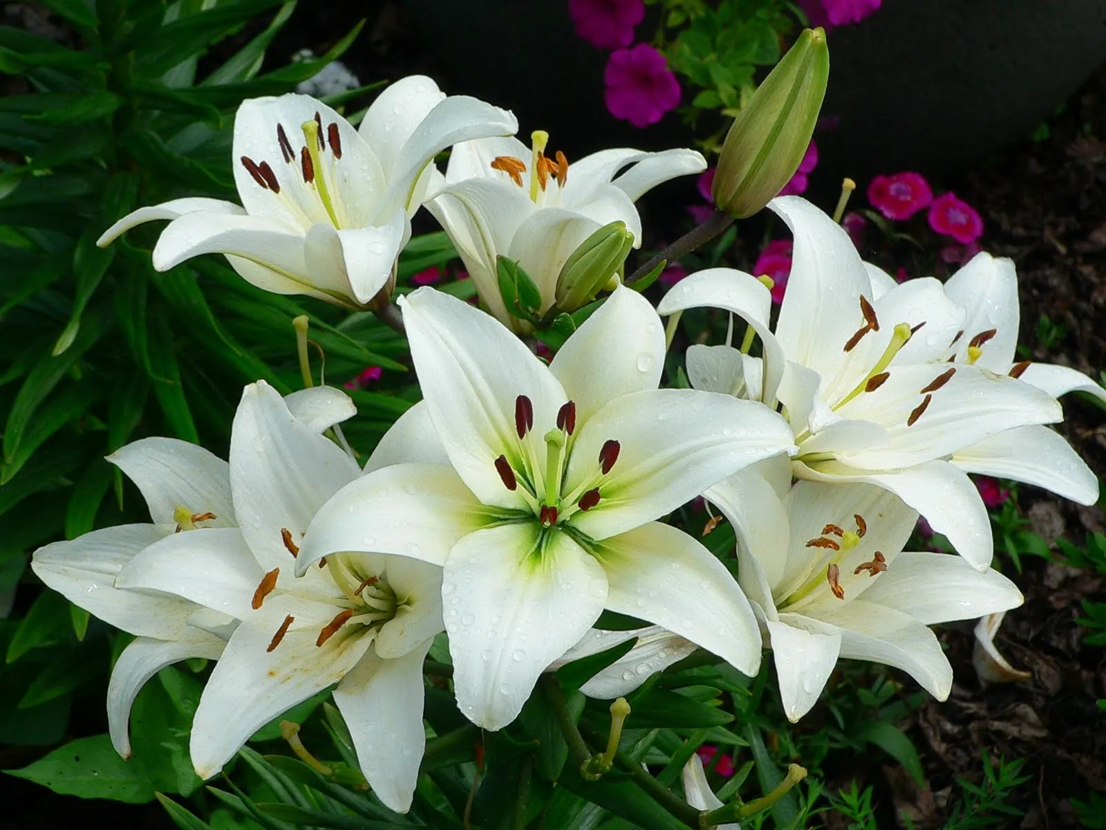 Desktop wallpaper: White Flower, Earth, Lily, Flower, Flowers 4K free download for PC. 392550