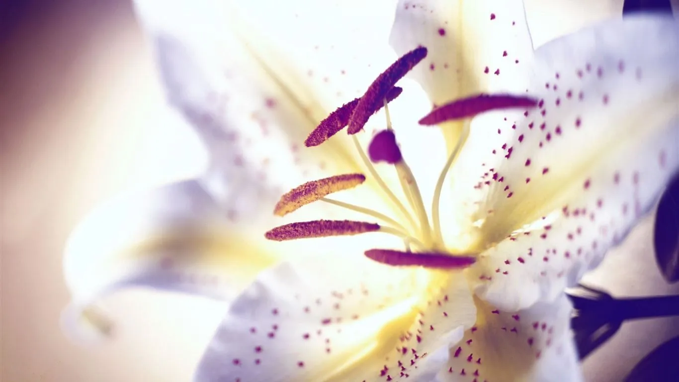 White Lily Flowers Photography Desktop Wallpaper