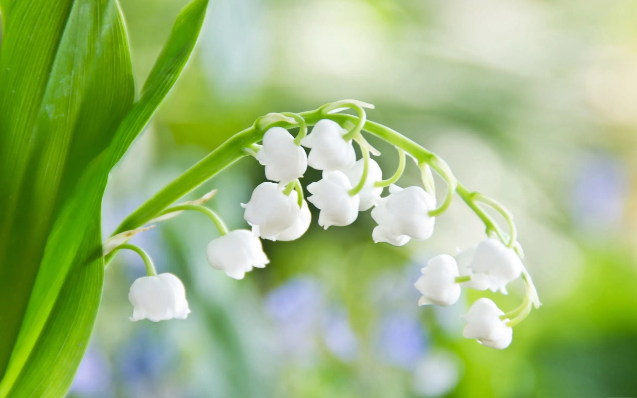 White Lily Of The Valley Flowers Photography Wallpaper