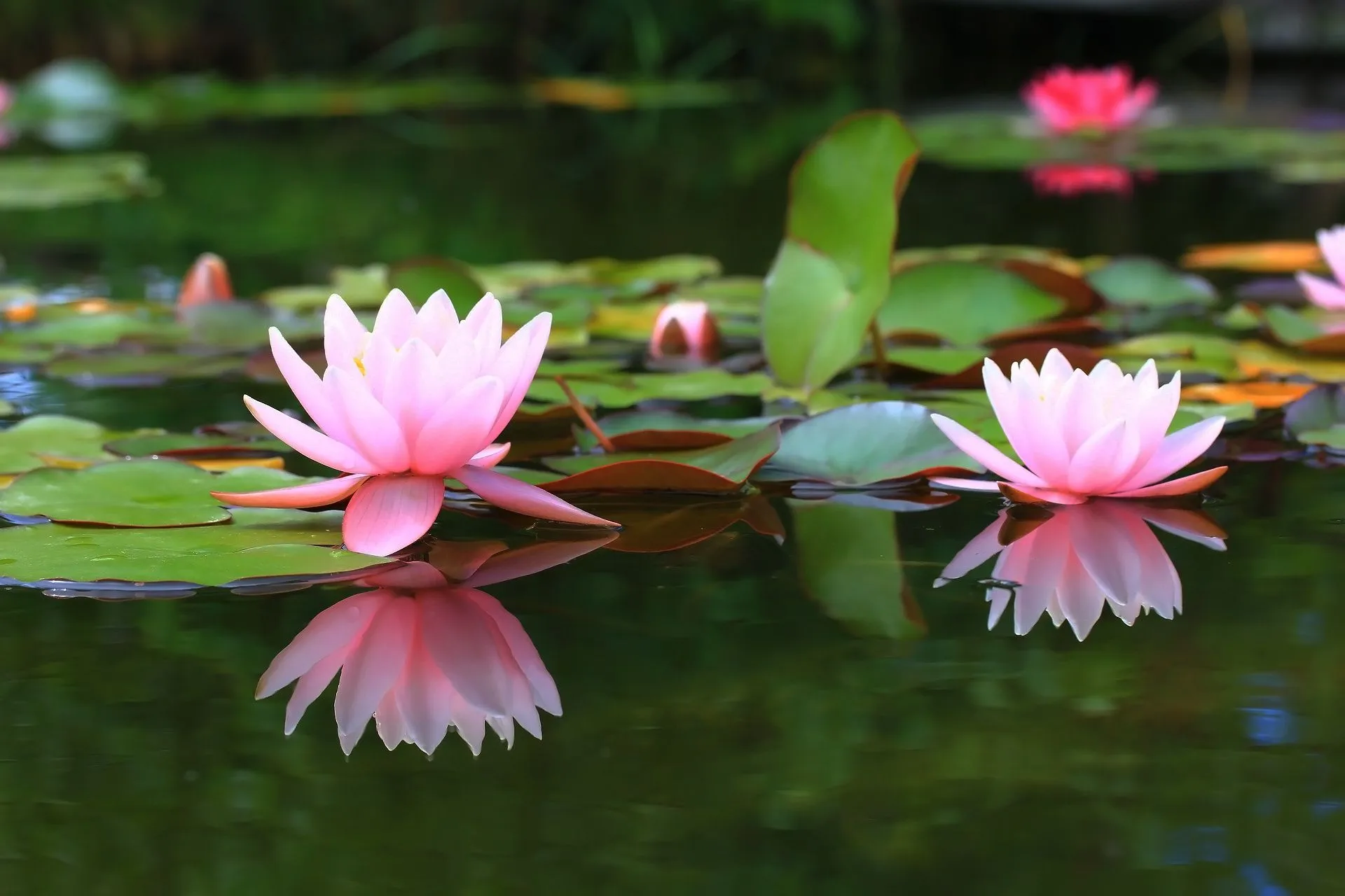 Wallpaper pond, background, Lily, water Lily for mobile and desktop, section цветы, resolution 1920x1280