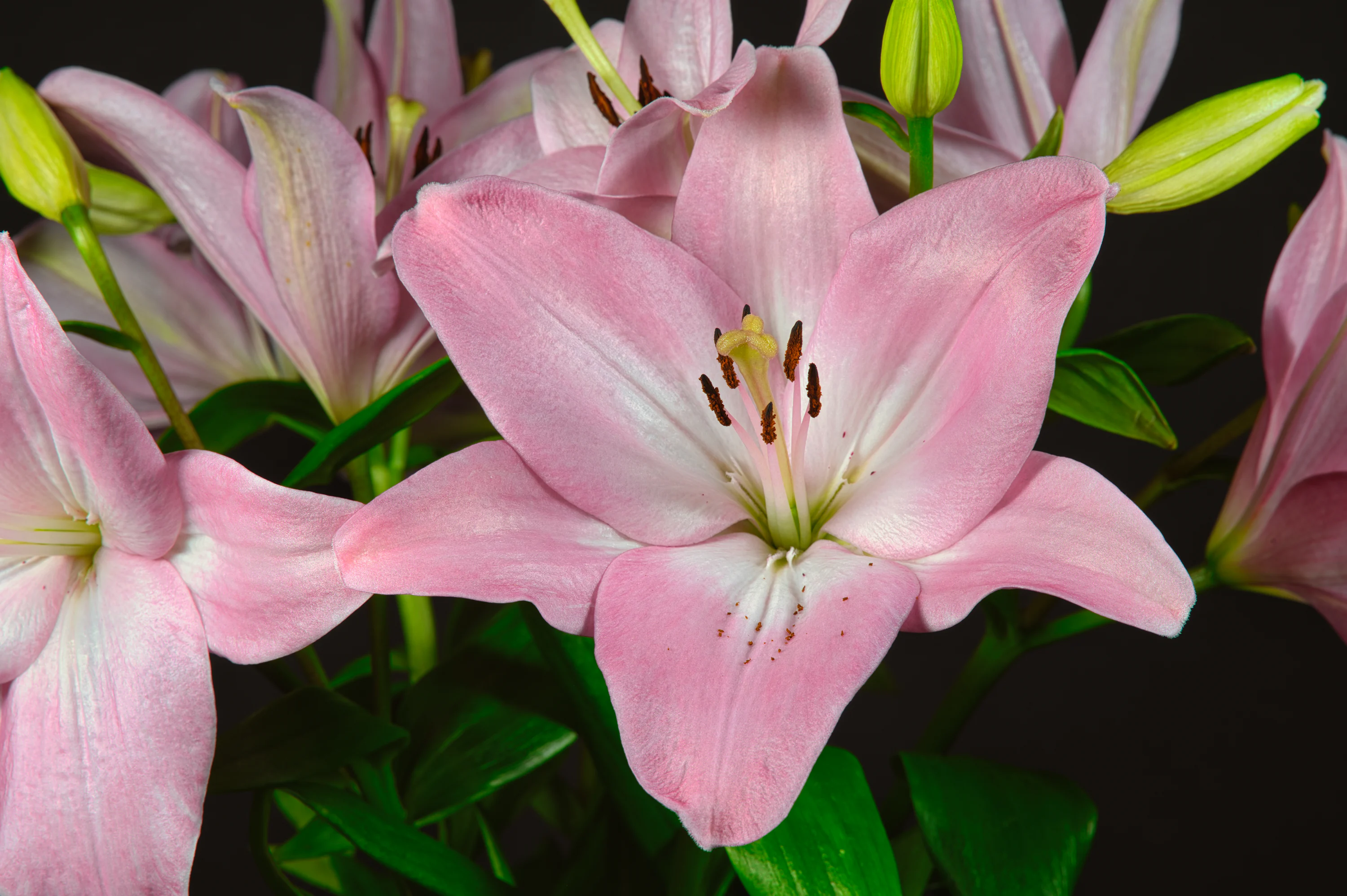A vase filled with pink flowers on top of a table photo