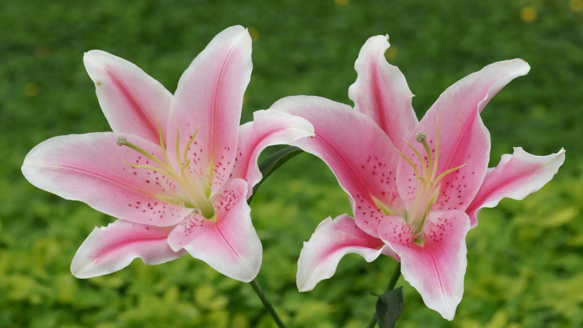 Lily HD Wallpaper 15195