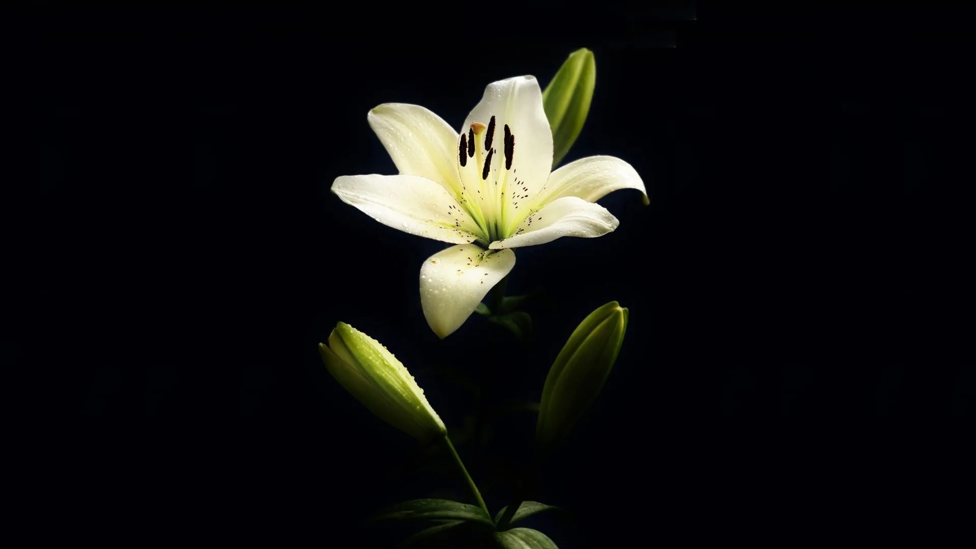 White lily with buds on a black background Desktop wallpaper 1920x1080