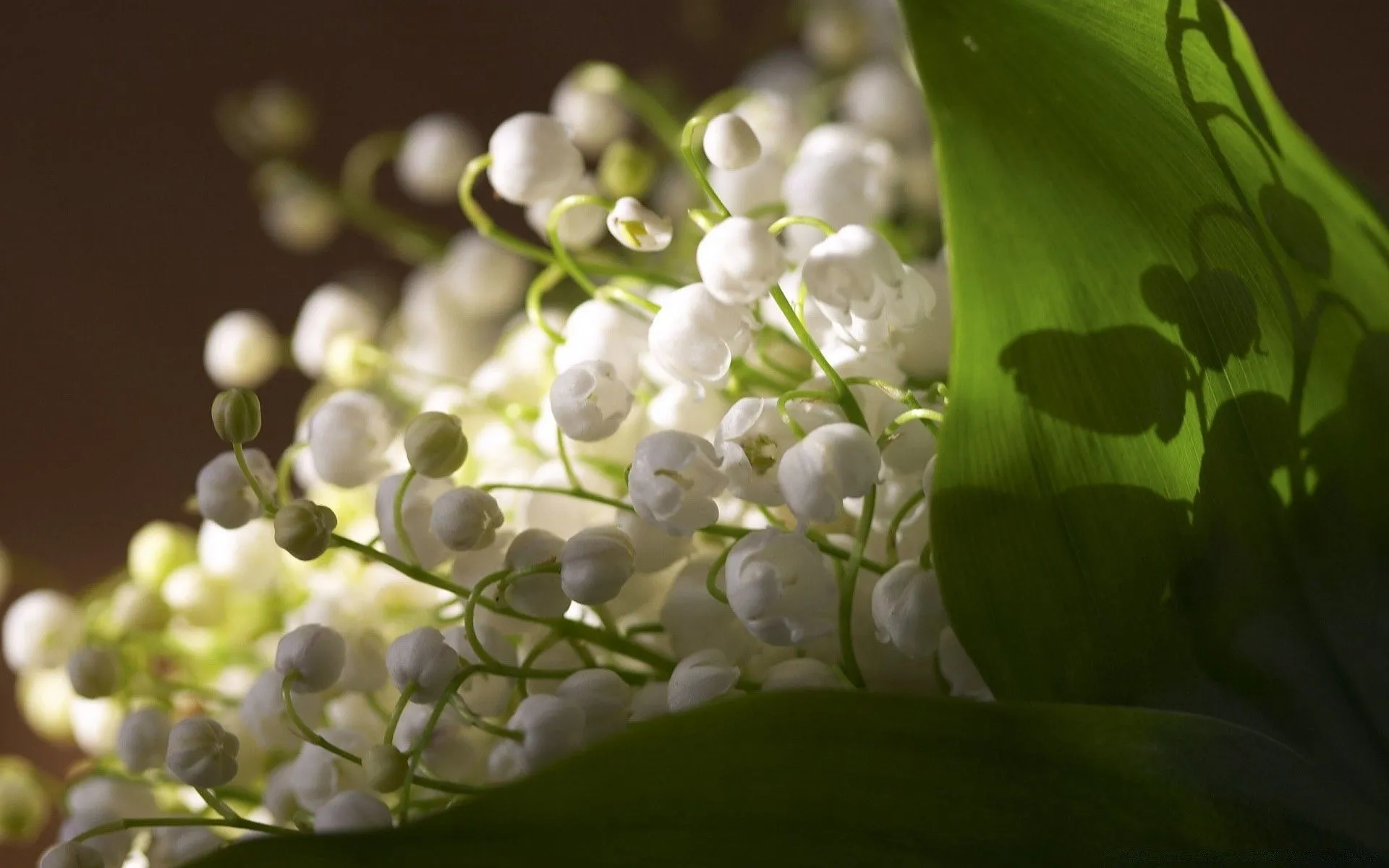 Bouquet Of Lilies Of The Valley Close Up