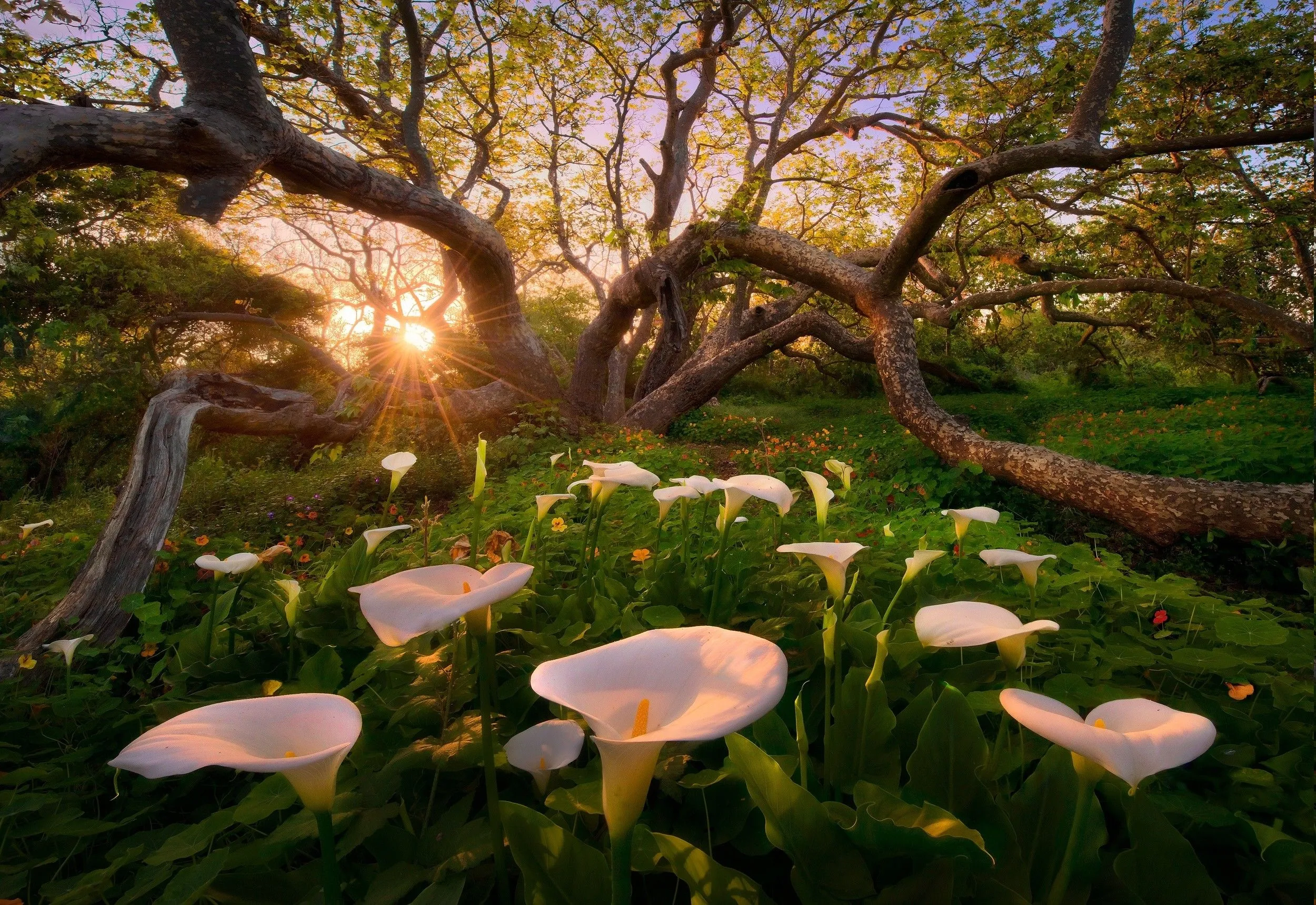 calla Lilies, Flowers, Trees, Sunset, Grass, Nature, Landscape, Spring Wallpaper HD / Desktop and Mobile Background
