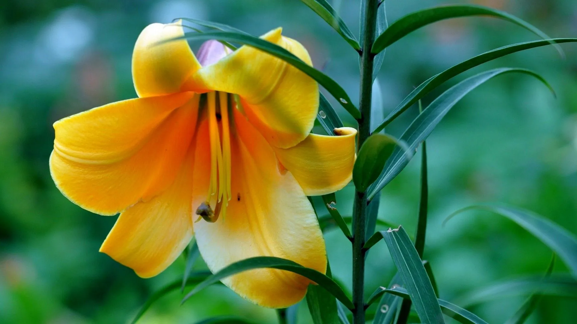 Lilies Brightful World!
