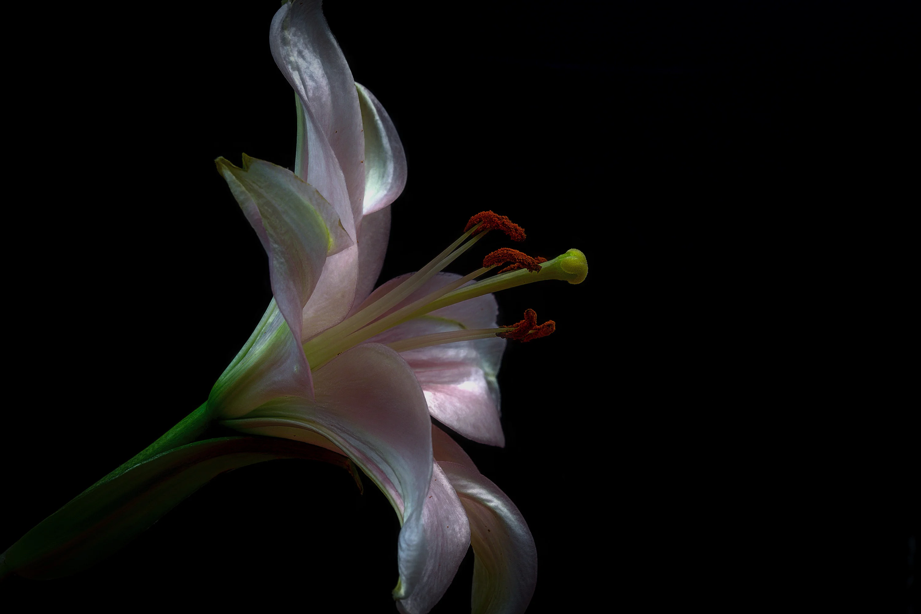 Lily Picture. Download Free Image