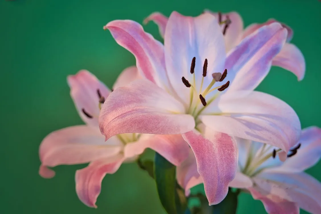 Close Up Of Vibrant Pink Lilies Against Green · Free