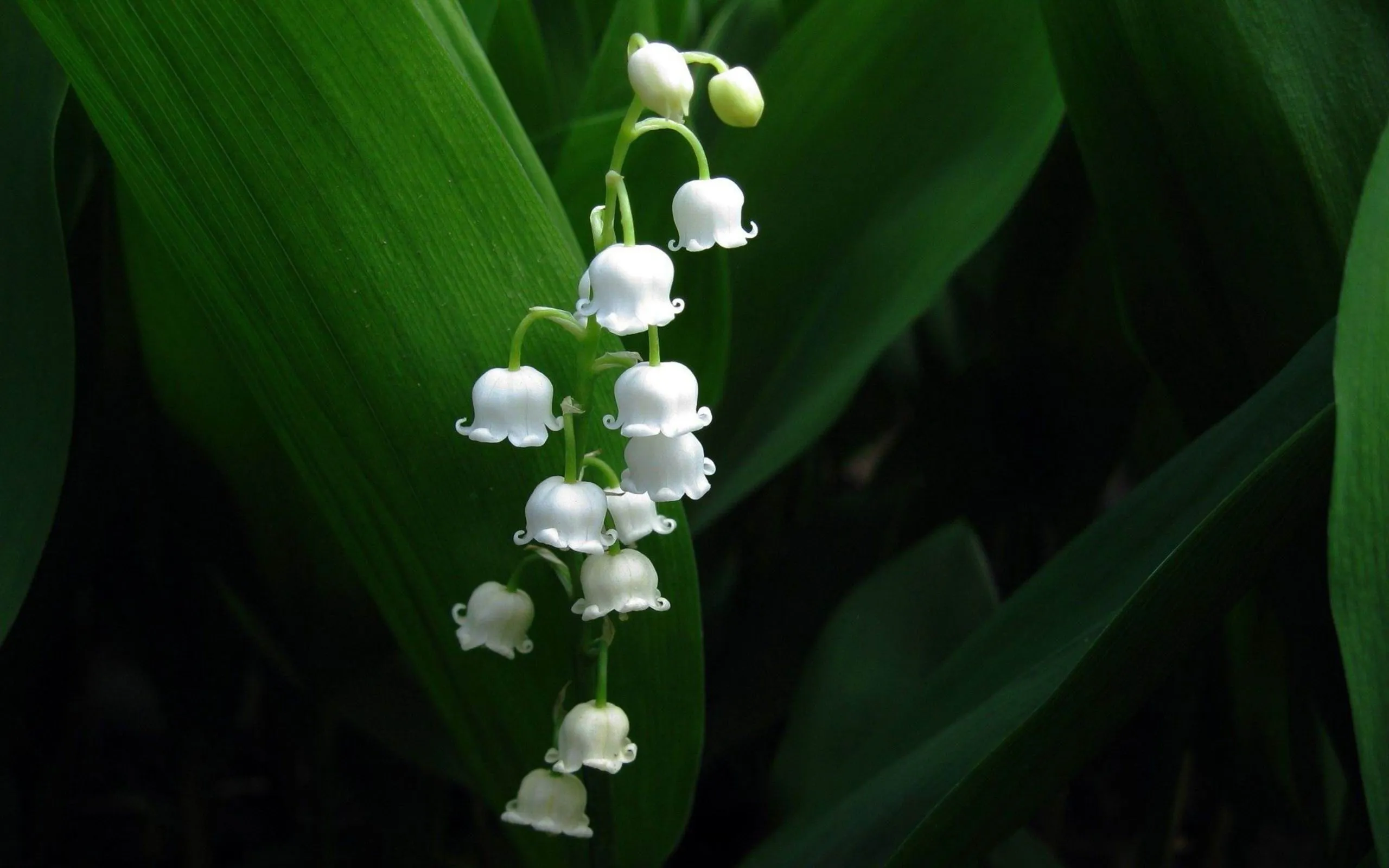 Lily Of The Valley Flowers Desktop Wallpaper