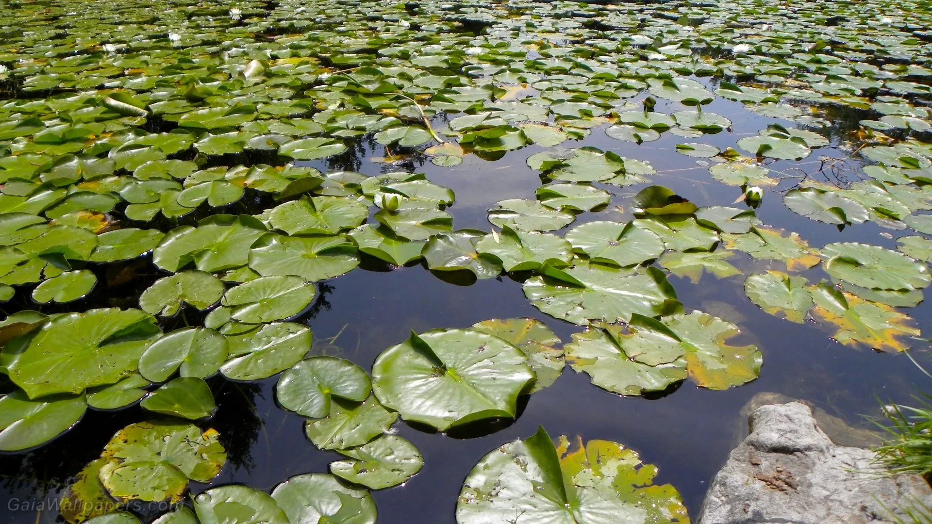Pond full of water lily leaves wallpaper 1920x1080 Desktop Wallpaper