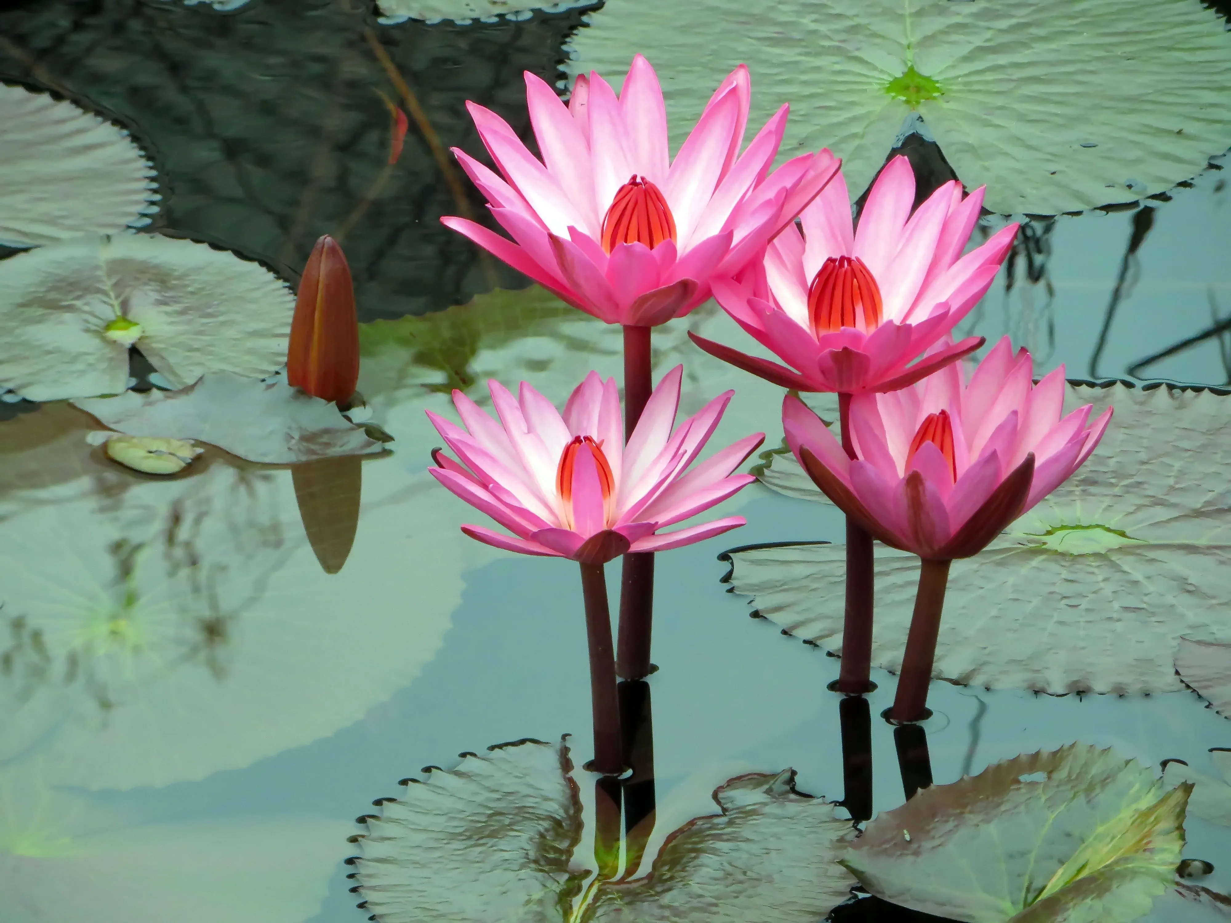 Desktop wallpaper: Earth, Water Lily, Flower, Leaf, Pink Flower, Water, Flowers 4K free download for PC. 402113