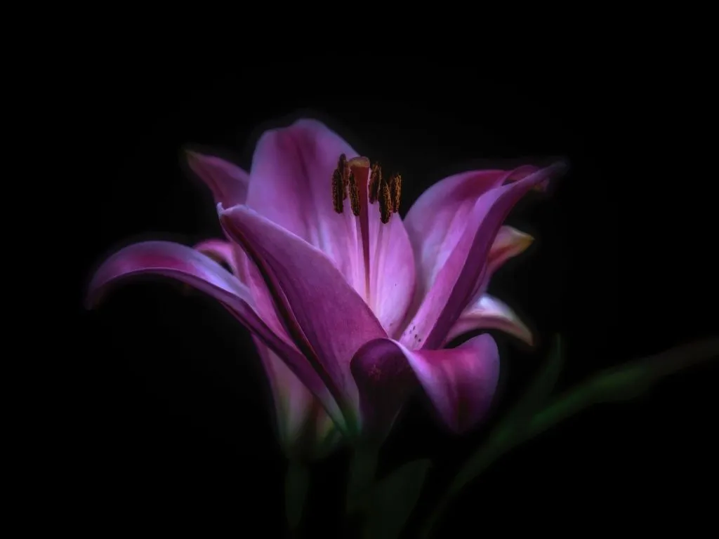 Purple lily flowers on a black background Desktop wallpaper 1024x768