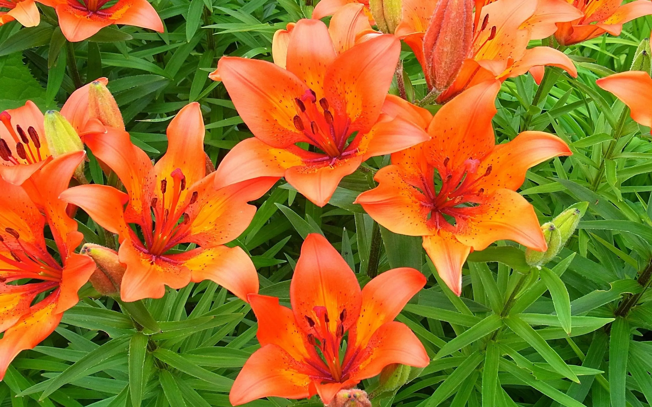 Lily Wallpaper For Desktop