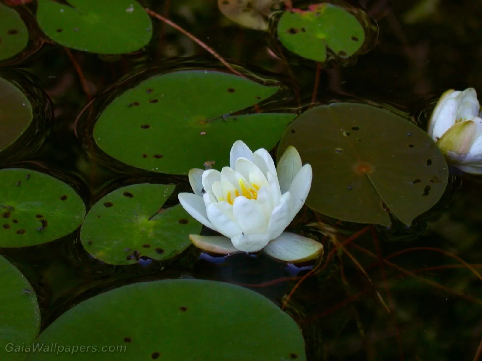 Water lily white flower wallpaper 1600x1200 Desktop Wallpaper