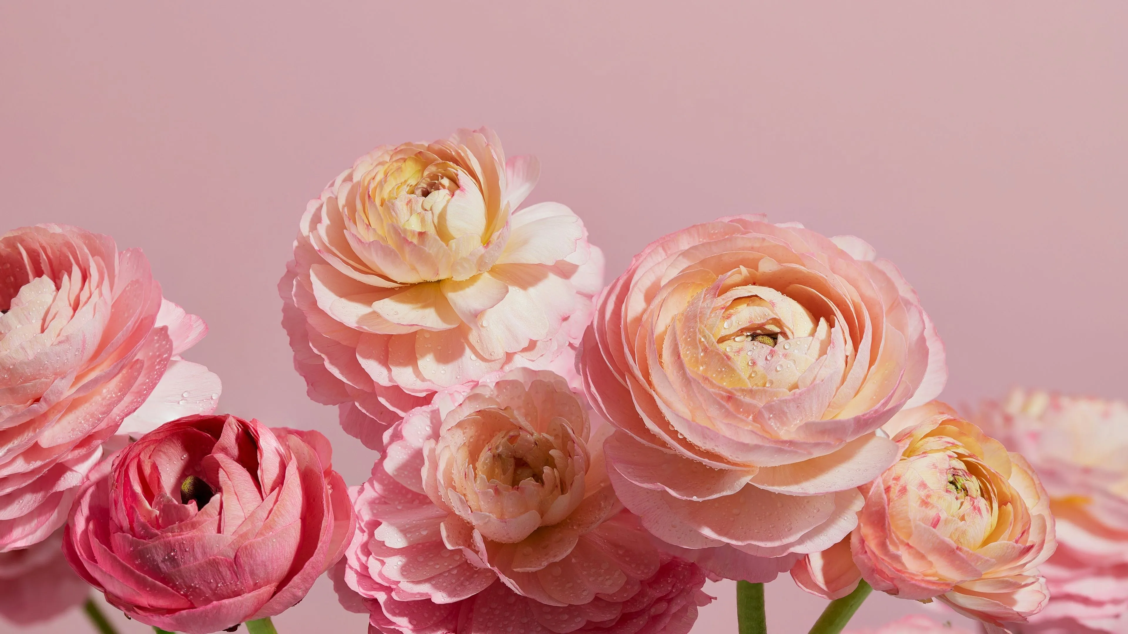 Ranunculus flowers Wallpaper 4K, Pink aesthetic, Pink flowers, 5K