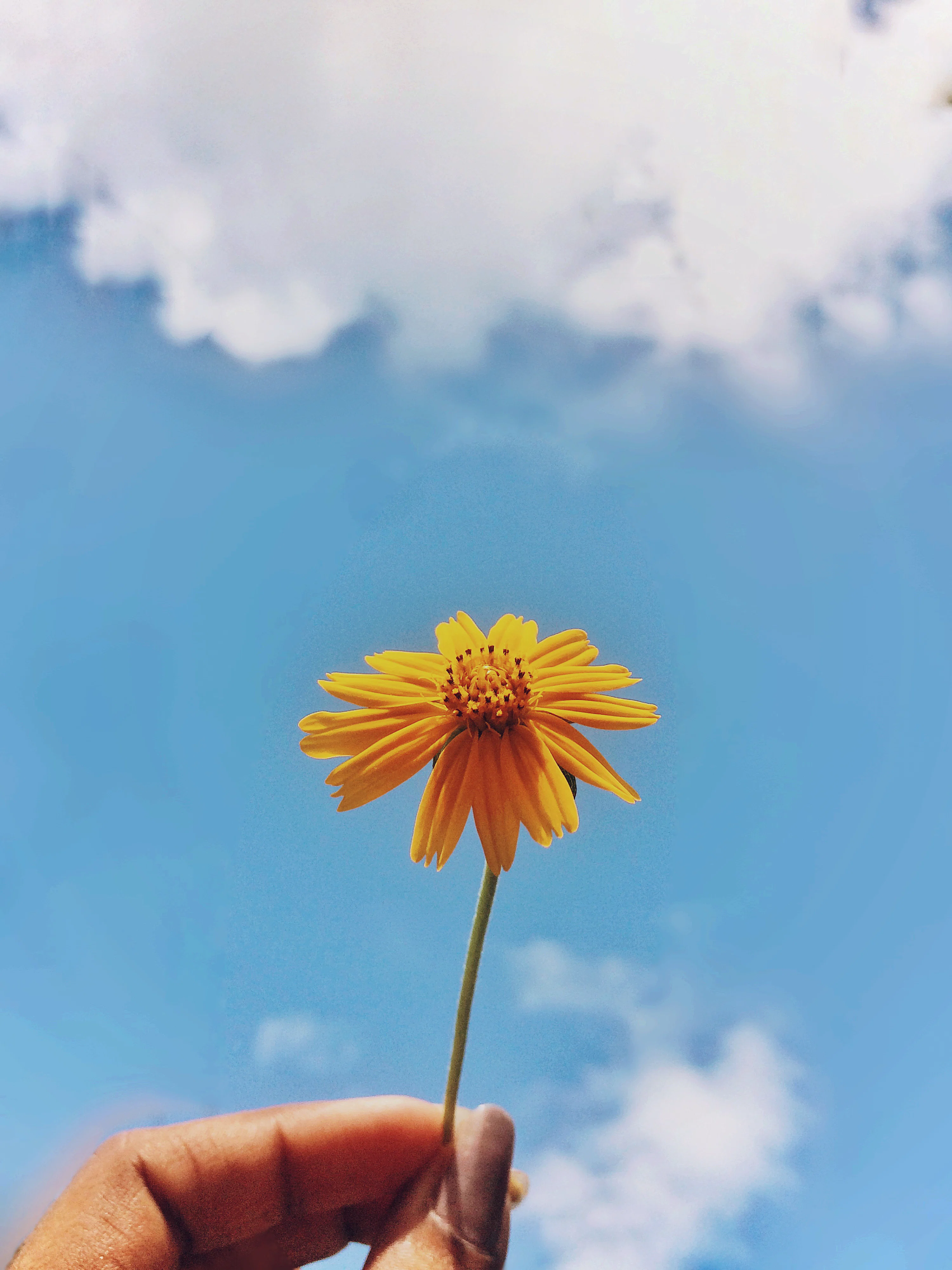 Flowers Aesthetic Picture. Download Free Image