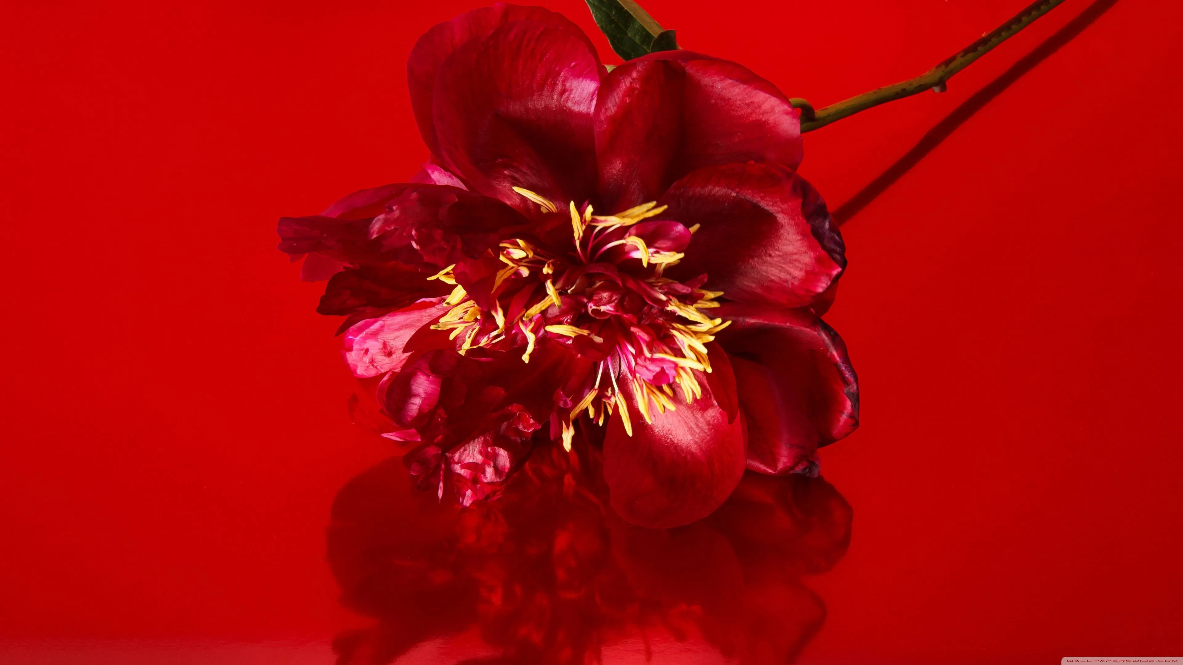 Red Peony Flower, Aesthetic 4K UHD Wallpaper for UltraHD Desktop and TV, Widescreen and UltraWide Display, Smartphone and Tablet Devices
