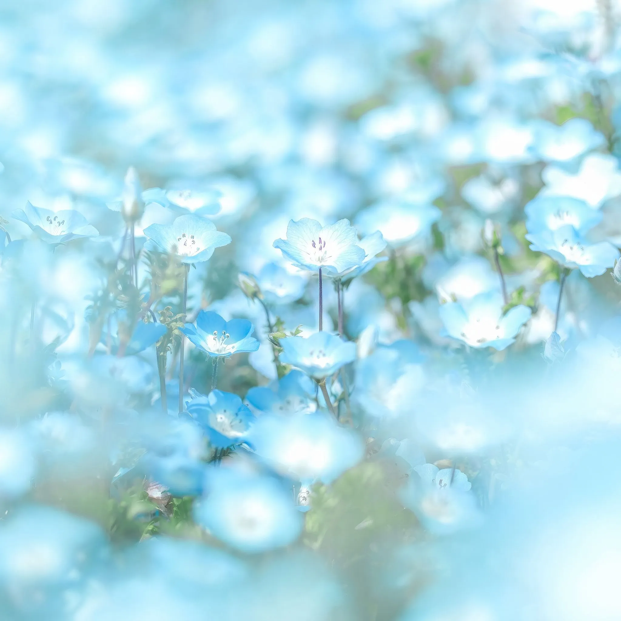 Blue Flowers Minimal 4k iPad Air , HD 4k Wallpaper, Image, Background, Photos and Picture