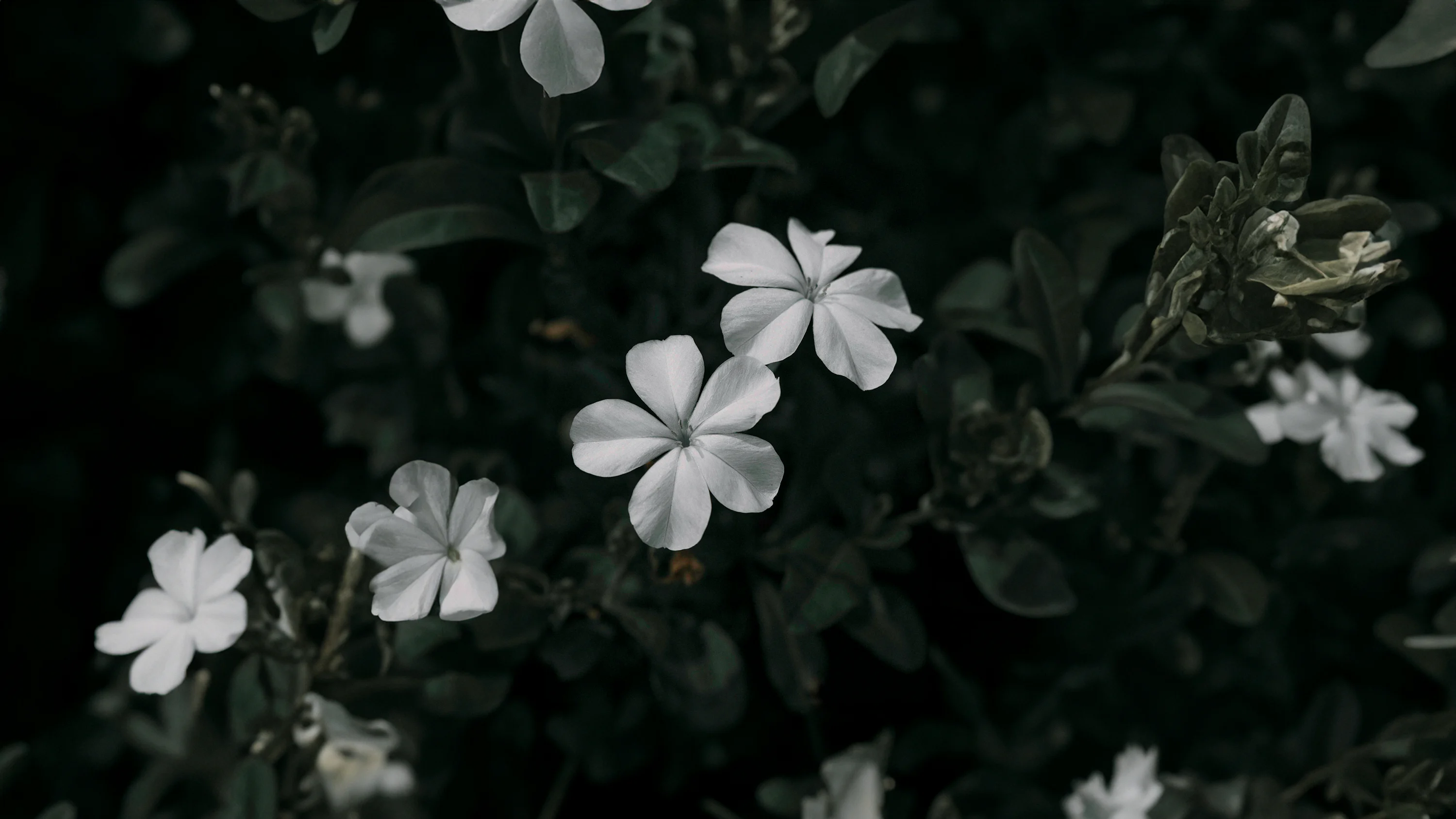 Hd Floral Wallpaper Picture. Download Free Image
