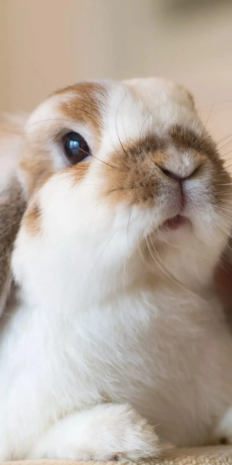 Bunny, rabbit, cute, adorable, HD phone wallpaper