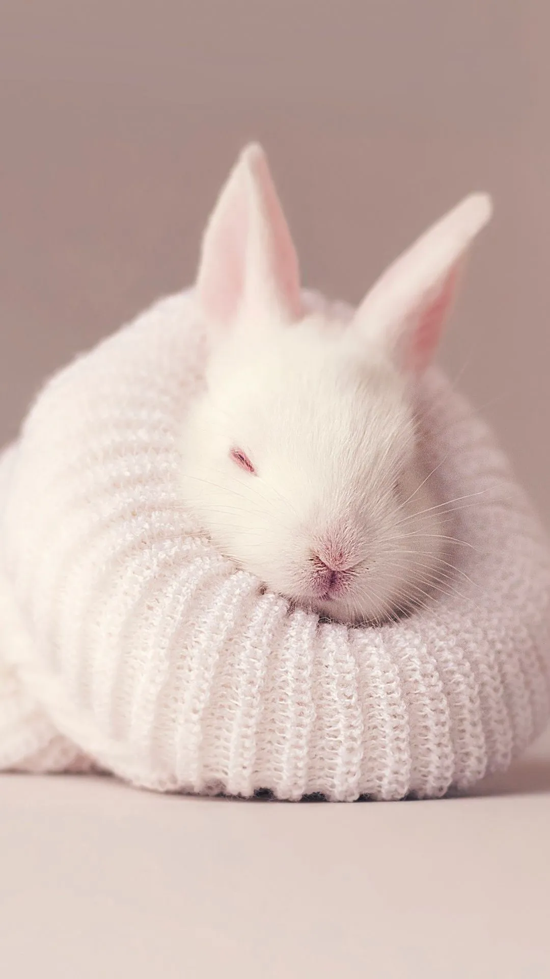 White rabbit Wallpaper 4K, Newborn, Baby bunny, Sock