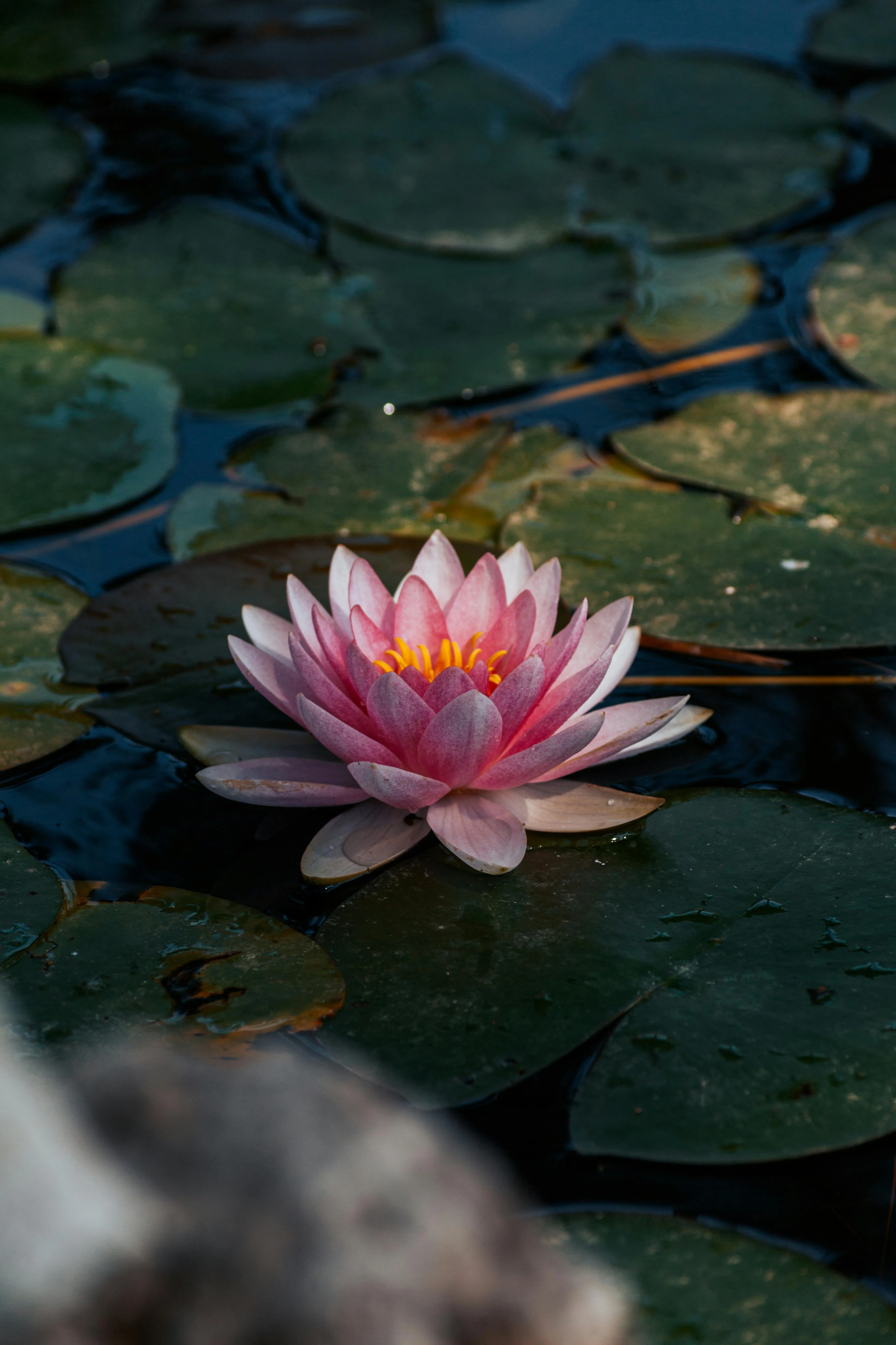 Pink Water Lily Among Dark Green Leaves on Pond · Free
