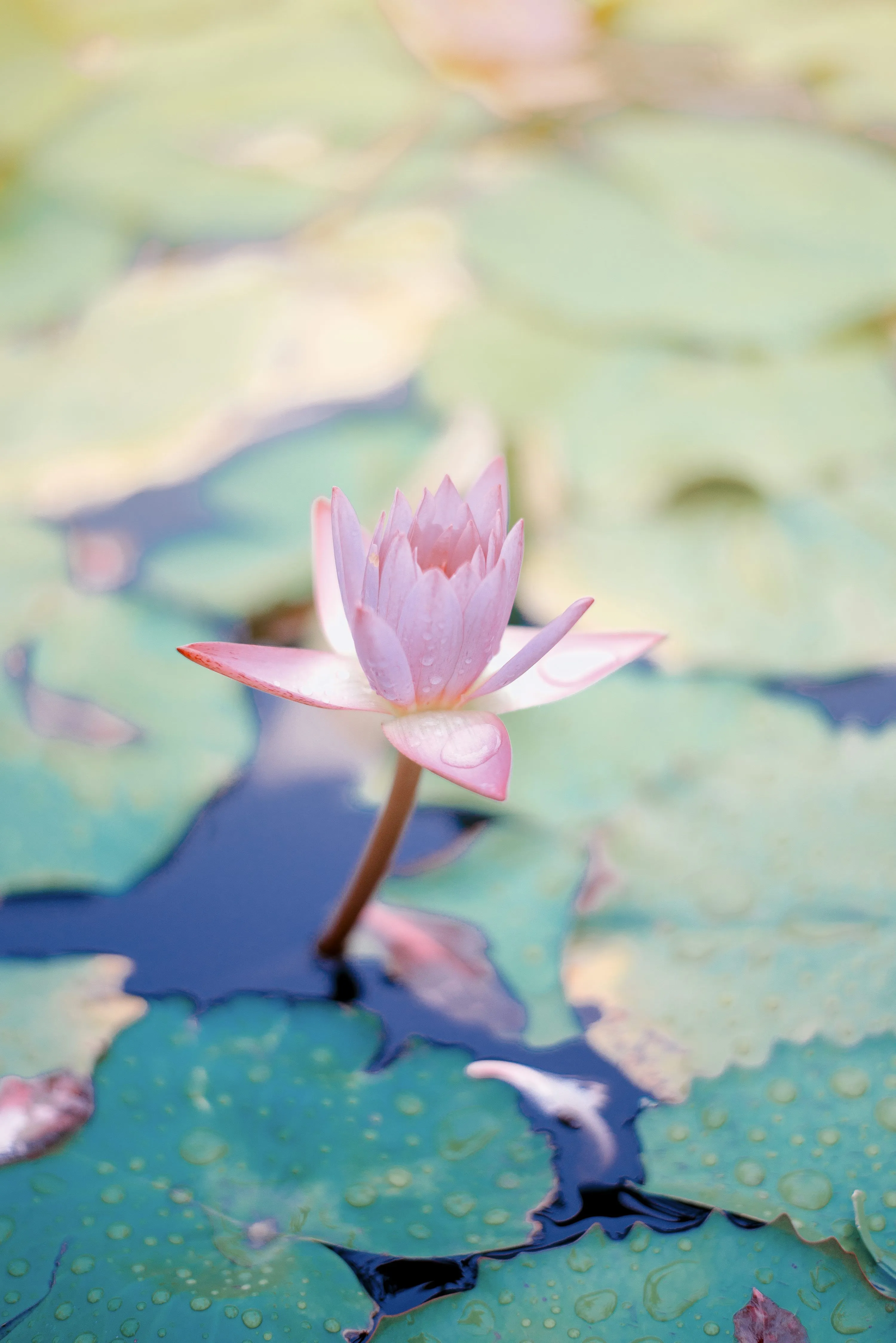 Close up photo of water lily flower photo