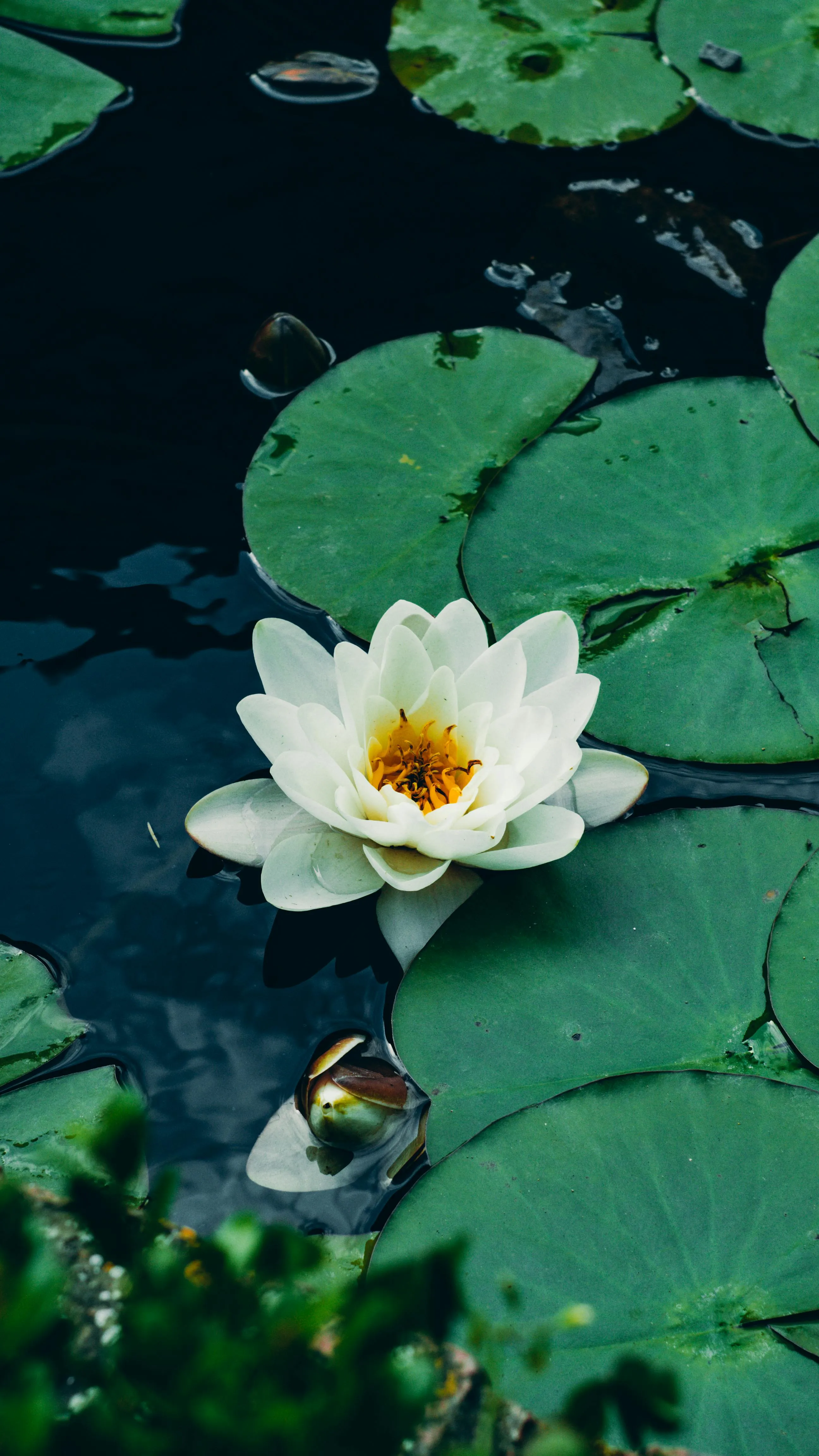 Close Up Of White Waterlily Flower · Free