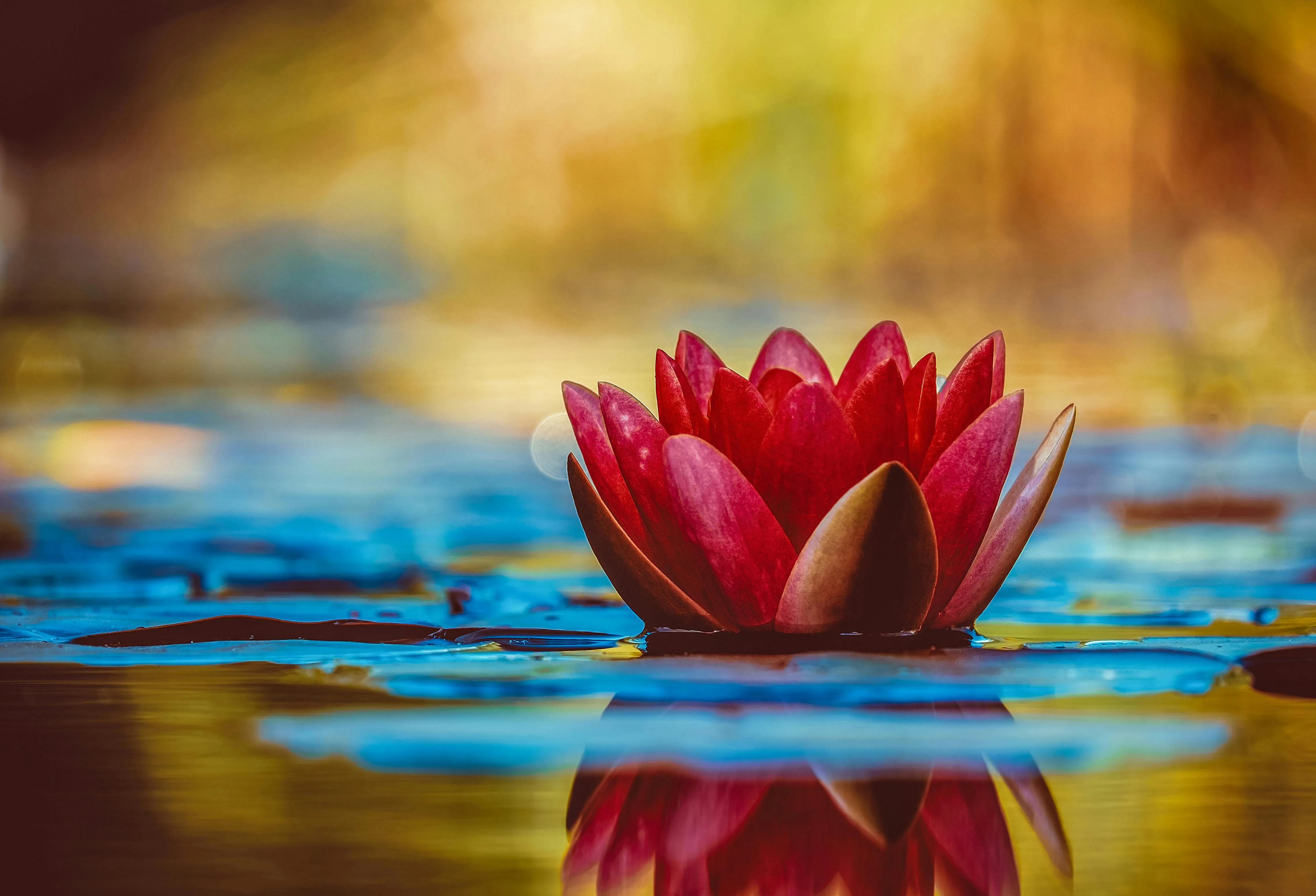 Selective Focus Photography of Red Waterlily Flower in Bloom · Free