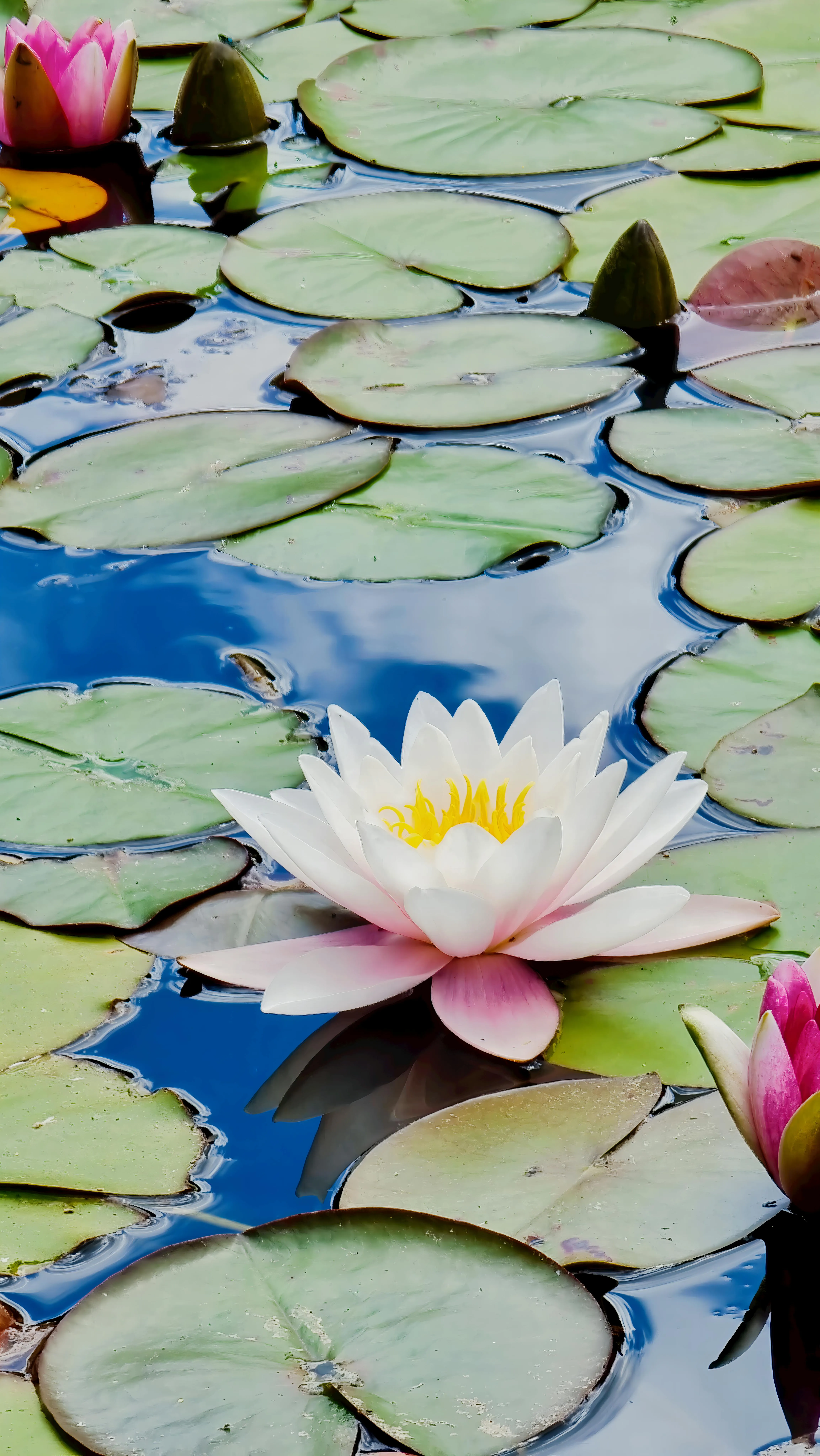 Tranquil Water Lily Pond in Portland · Free