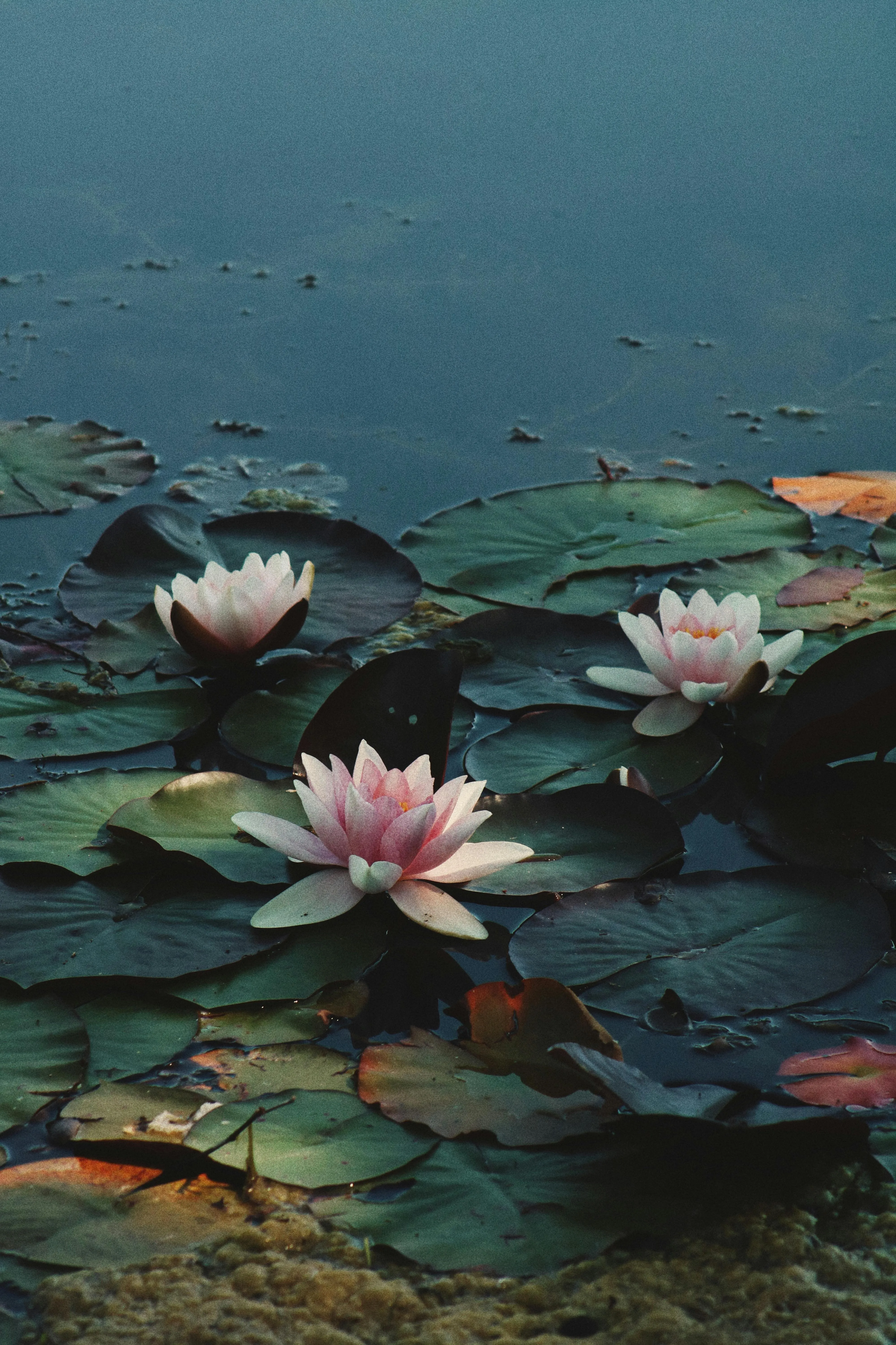 Blooming pink water lilies with green foliage on dark pond · Free