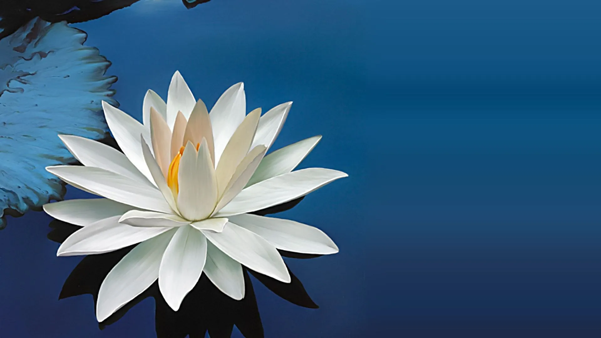 Serene Water Lily: HD Wallpaper for Nature Loversx1080