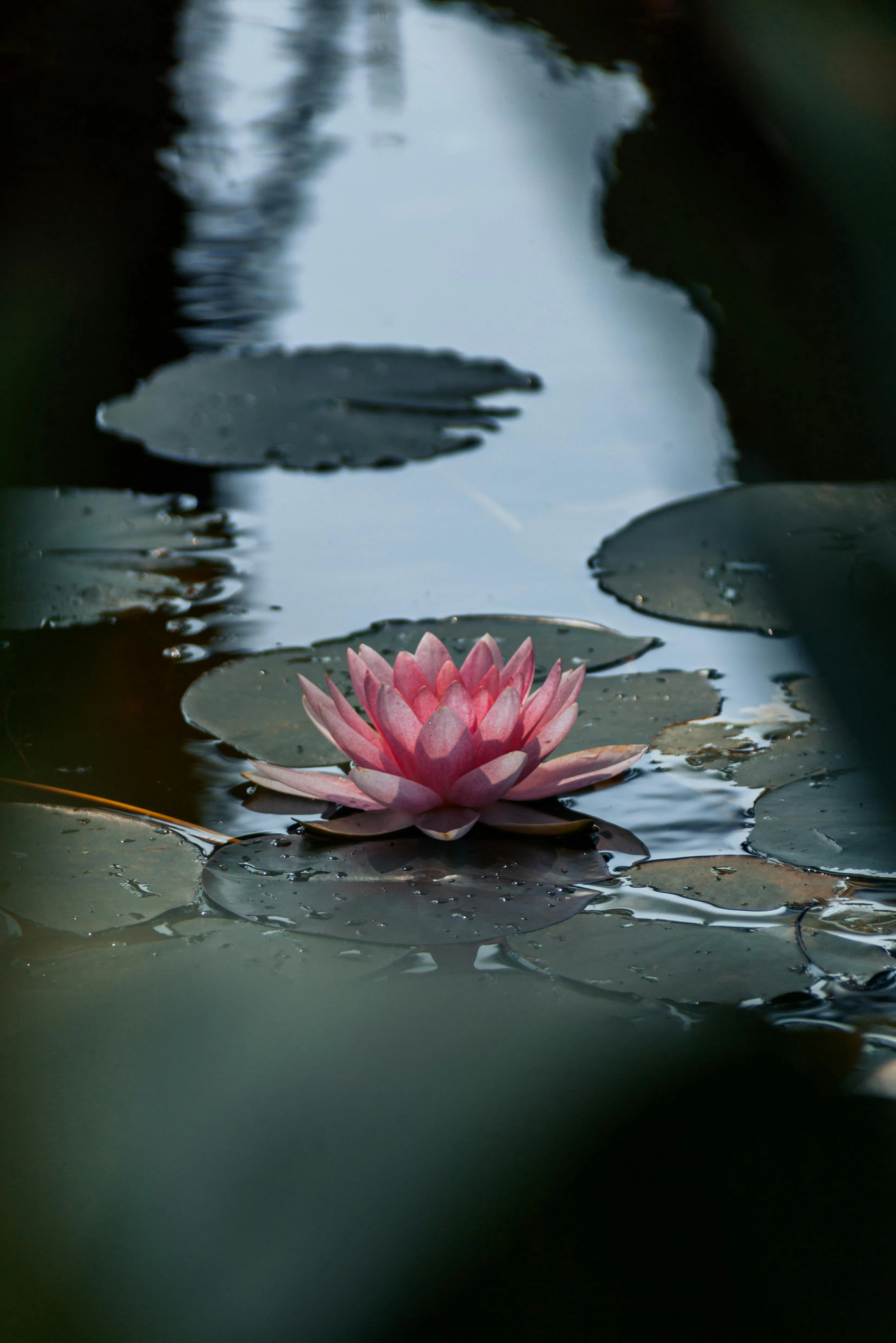 Lotus Flower and Water Lilies · Free