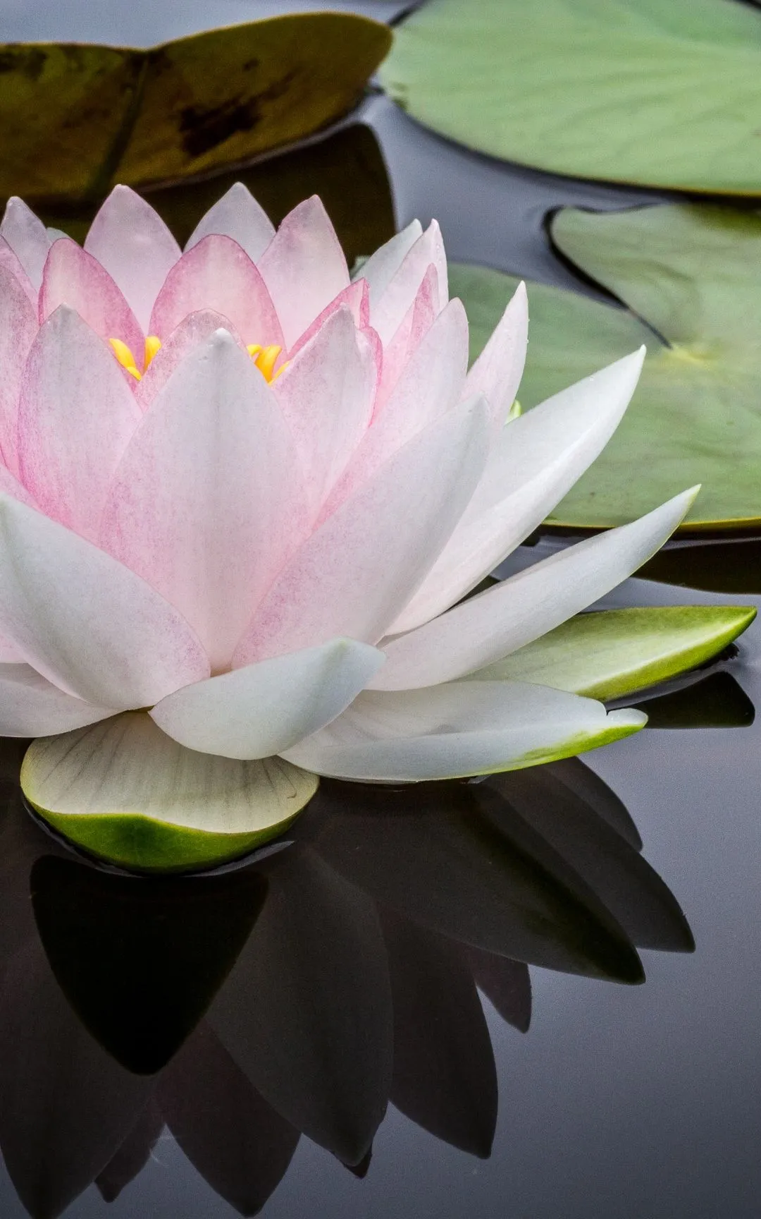 Water Lily iPhone Wallpaper